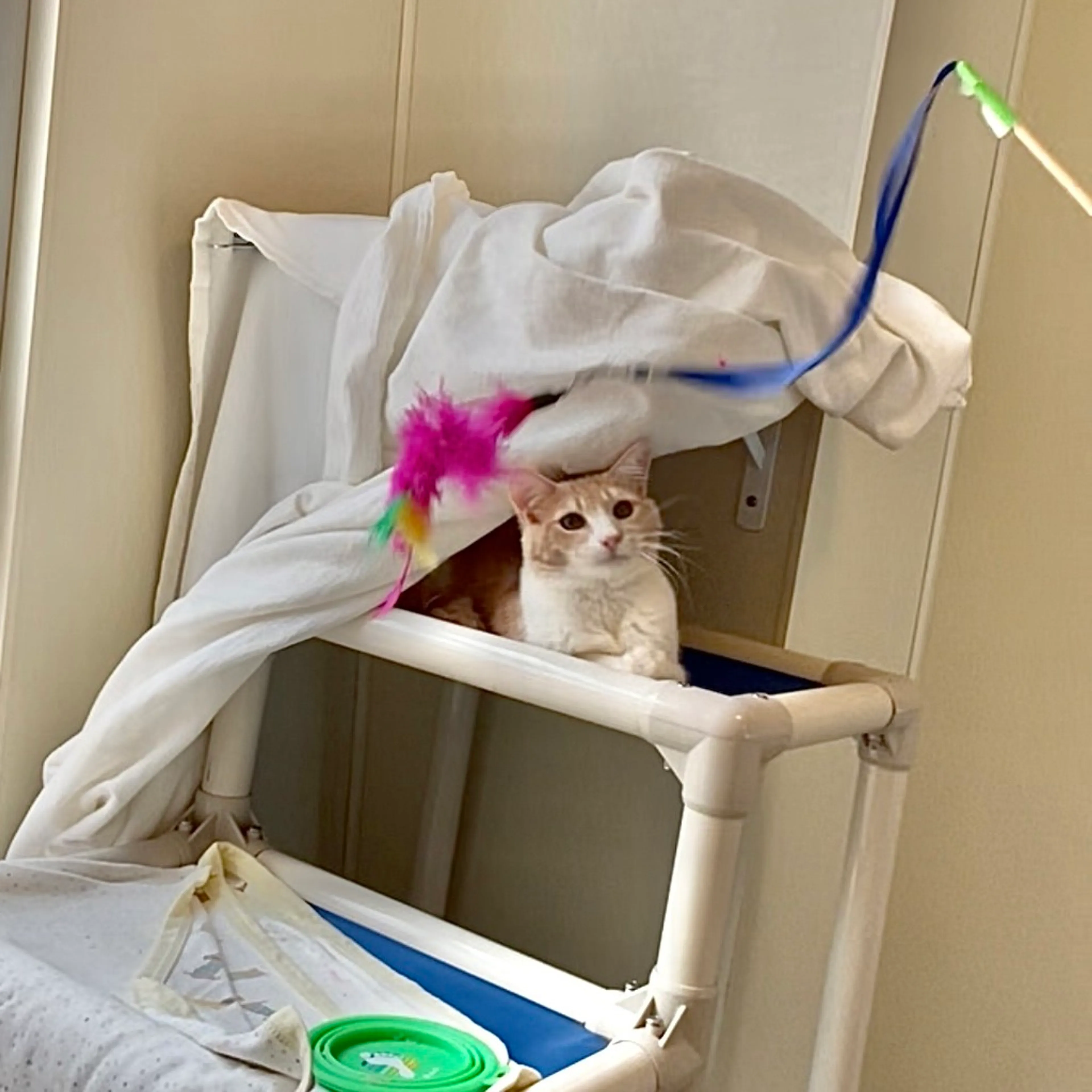 Found pet-2