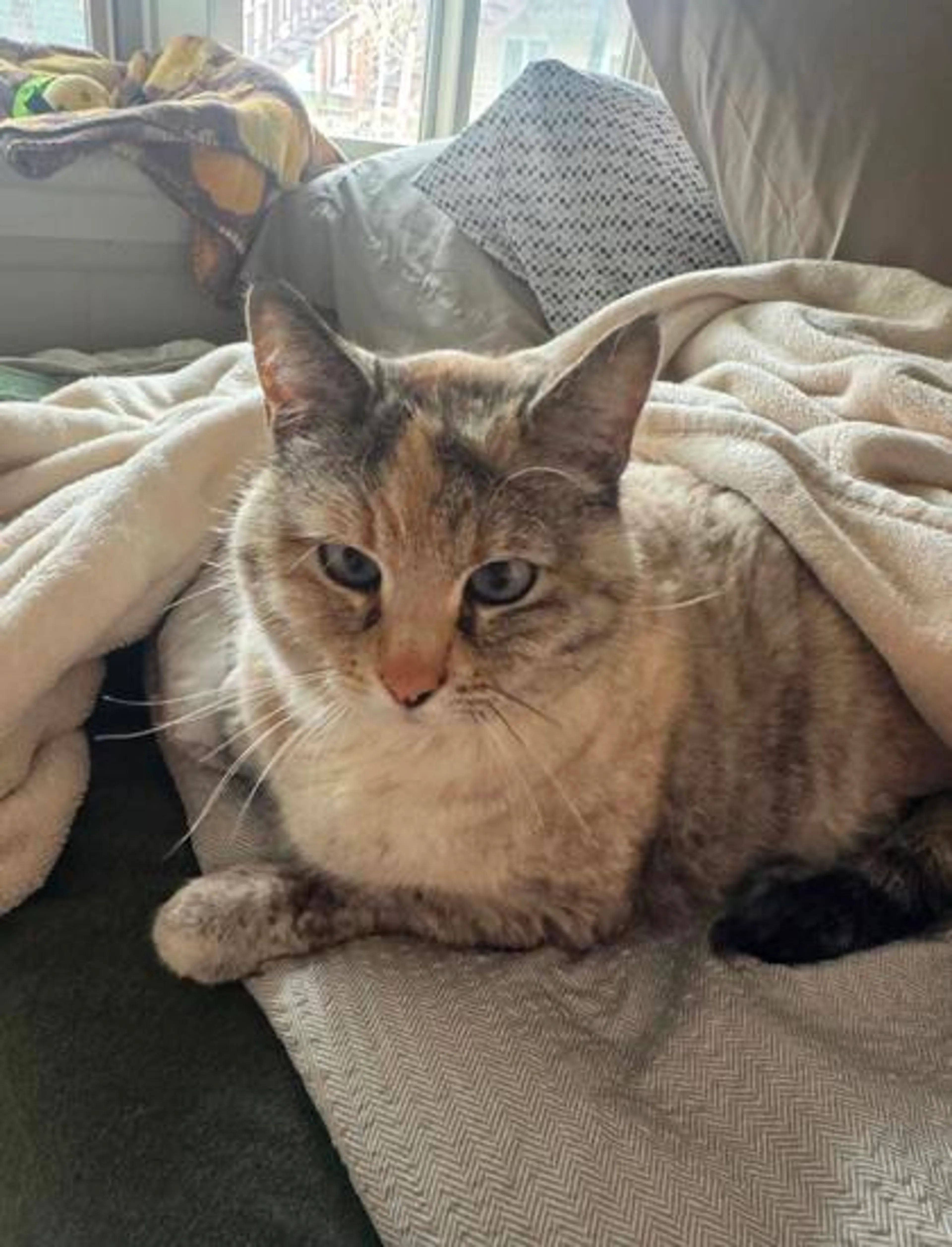 Found pet-1