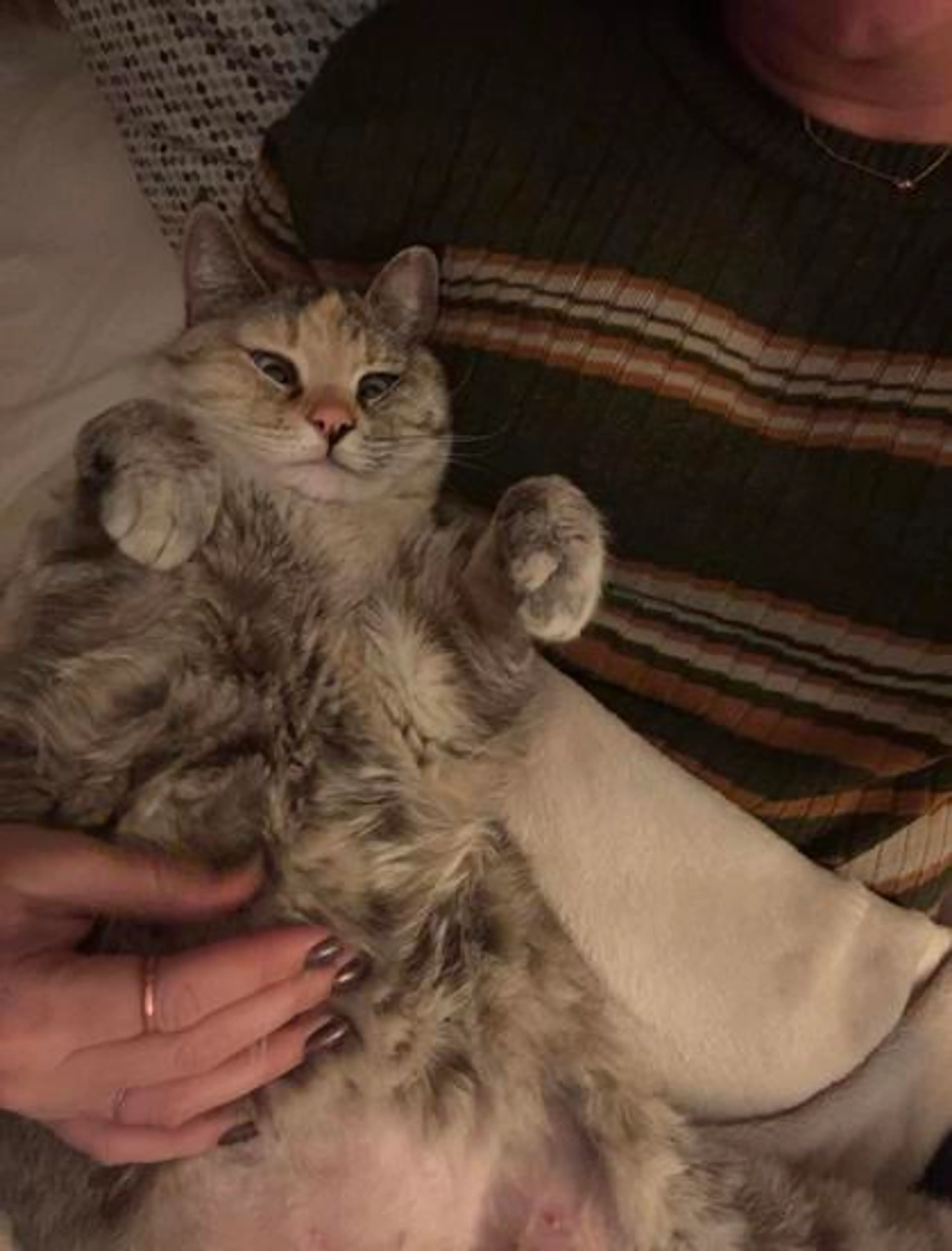 Found pet-0