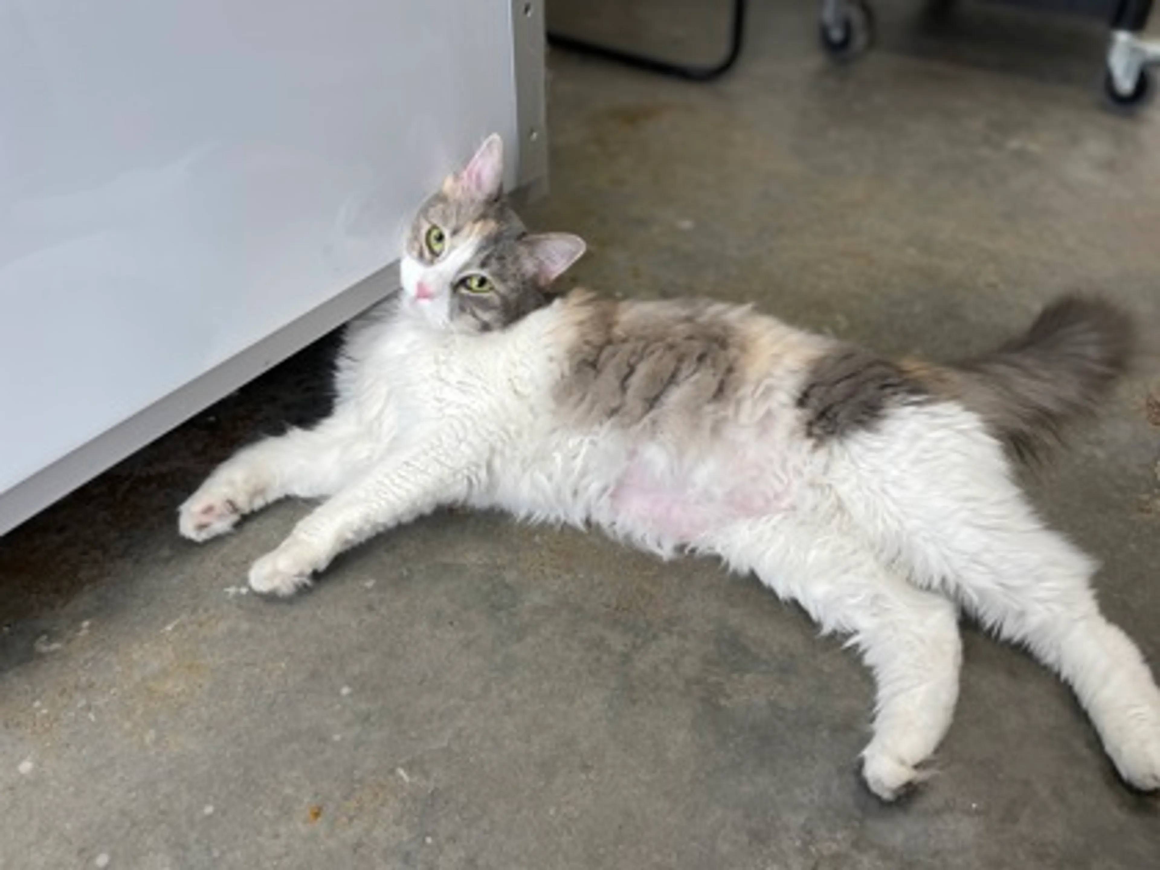 Found pet-1