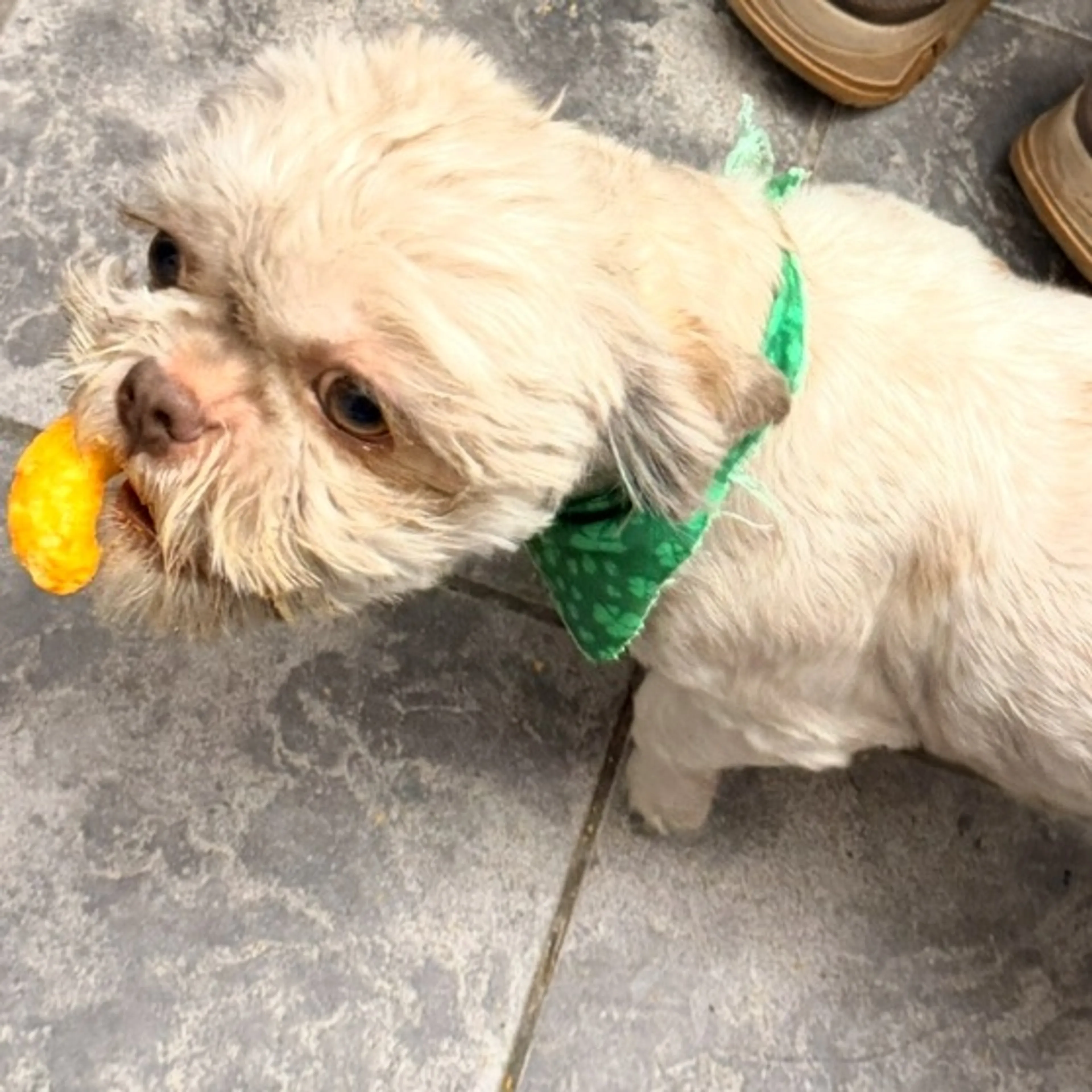 Lost pet-0