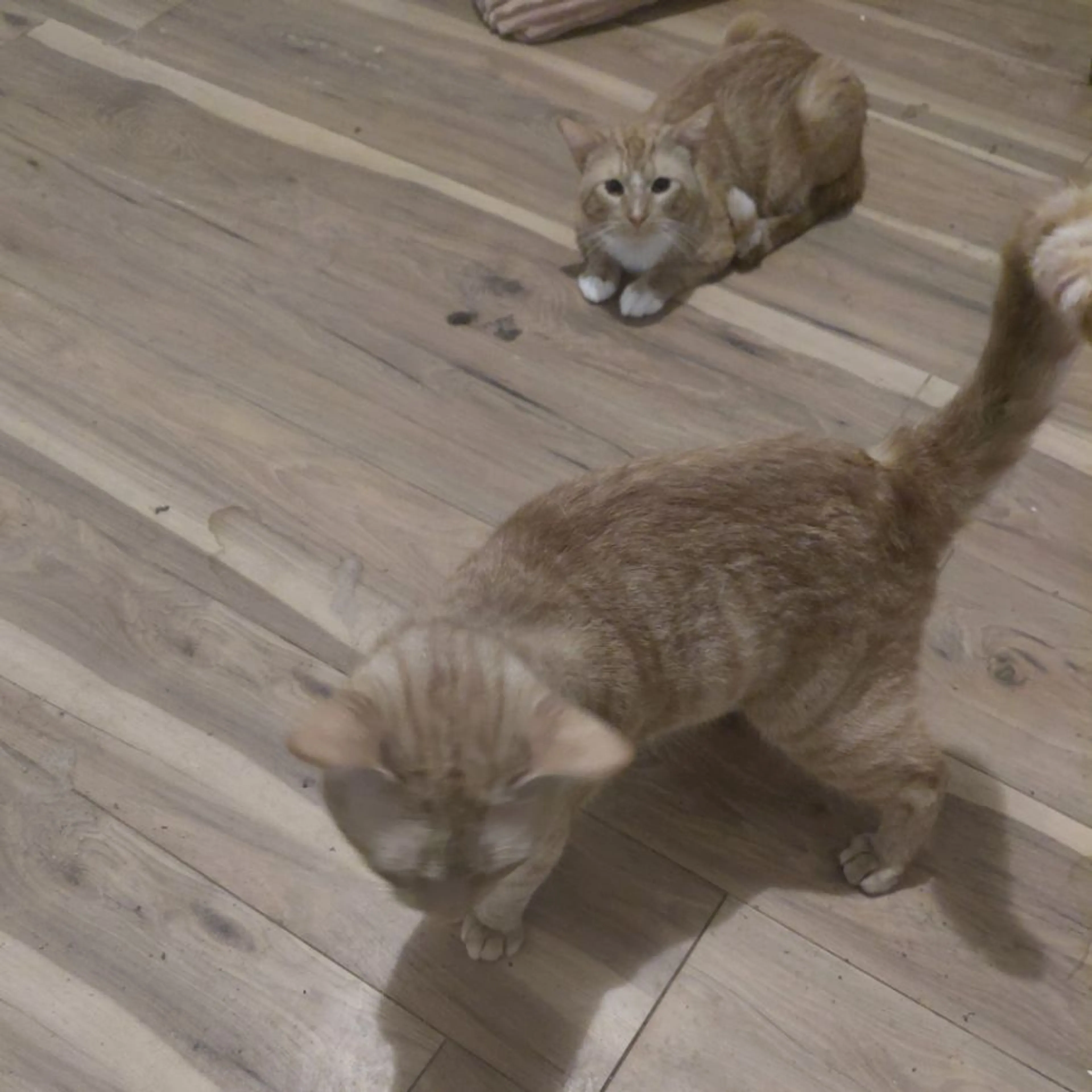 Found pet