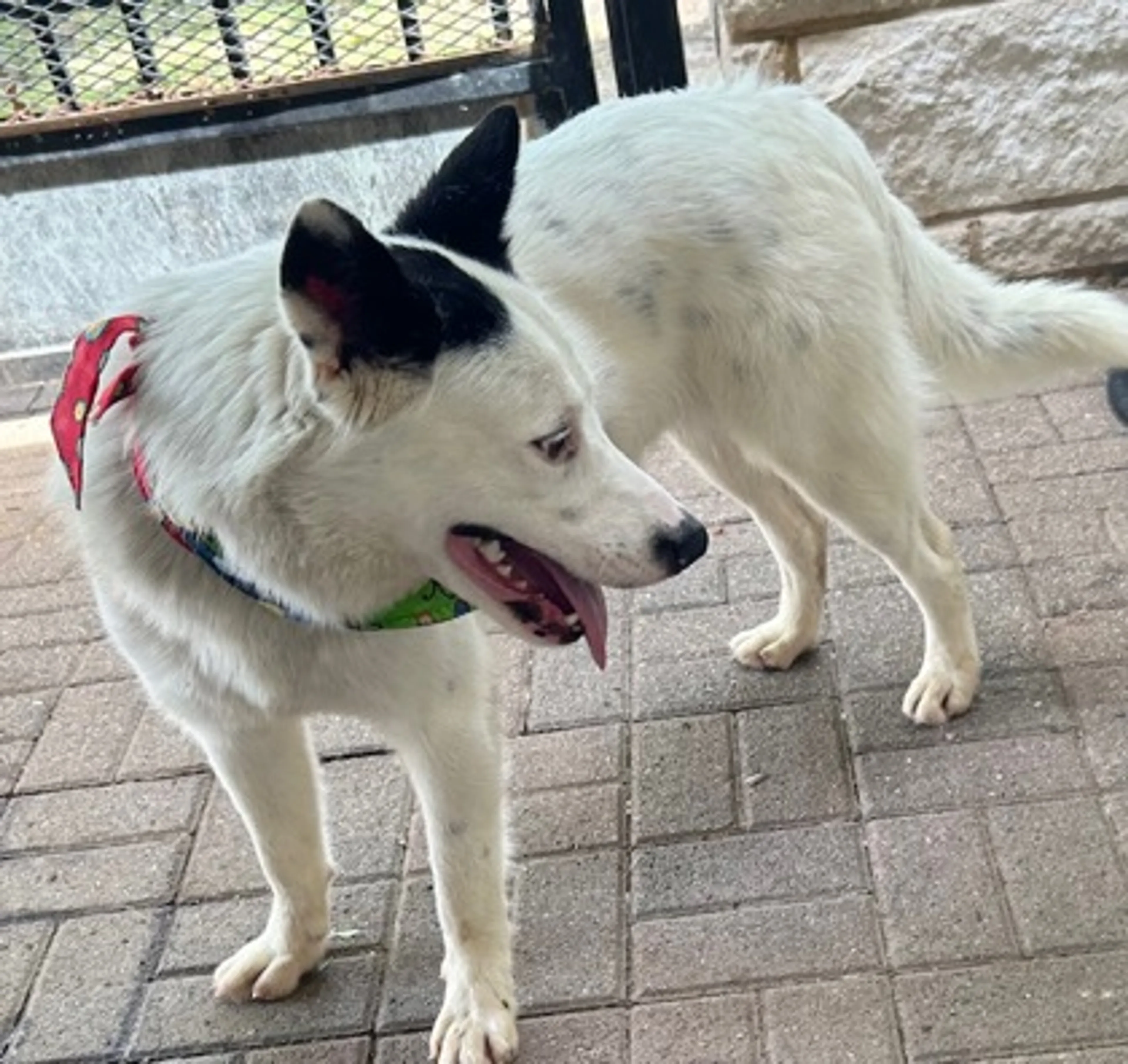 Found pet-2