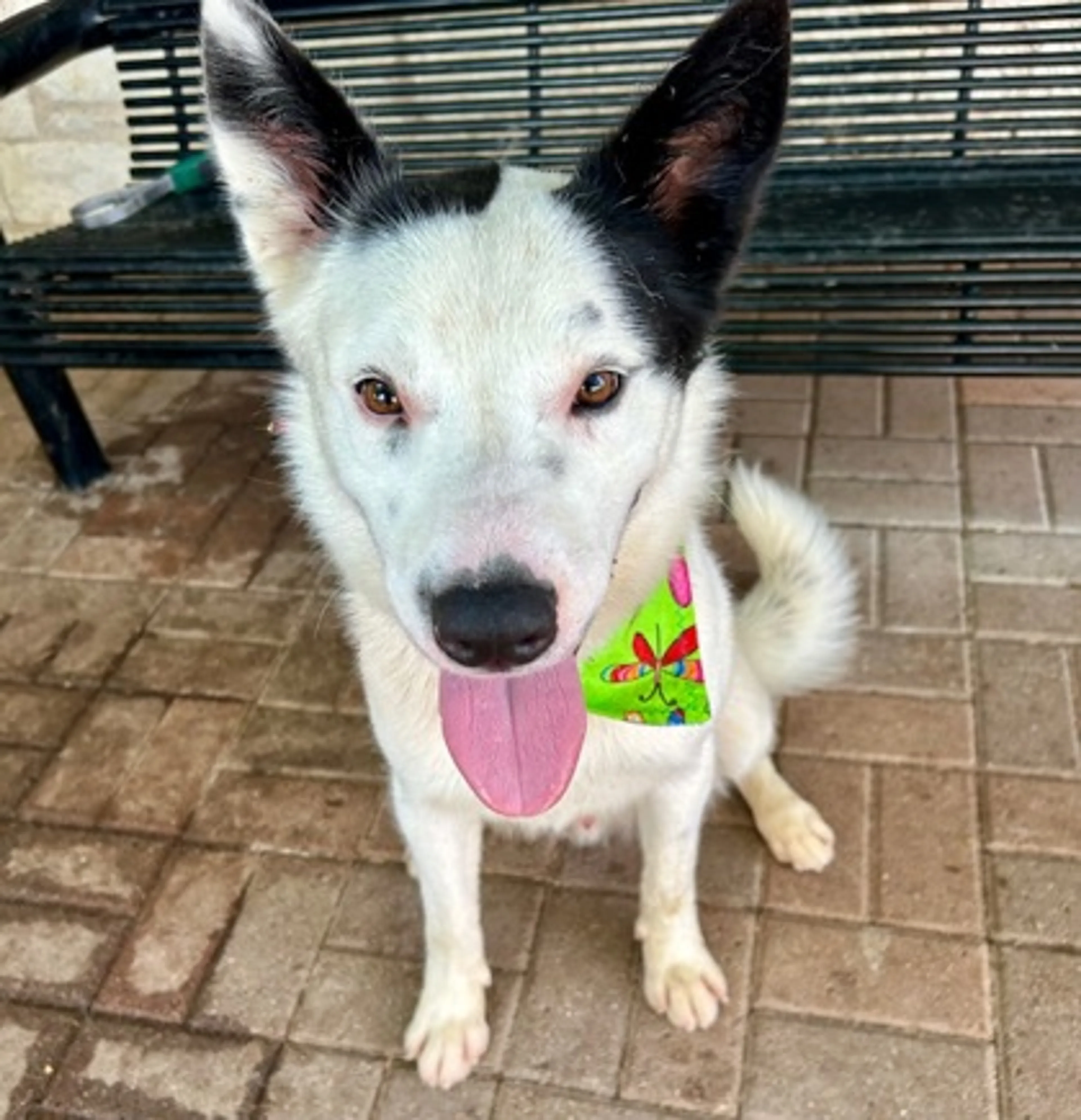 Found pet-1