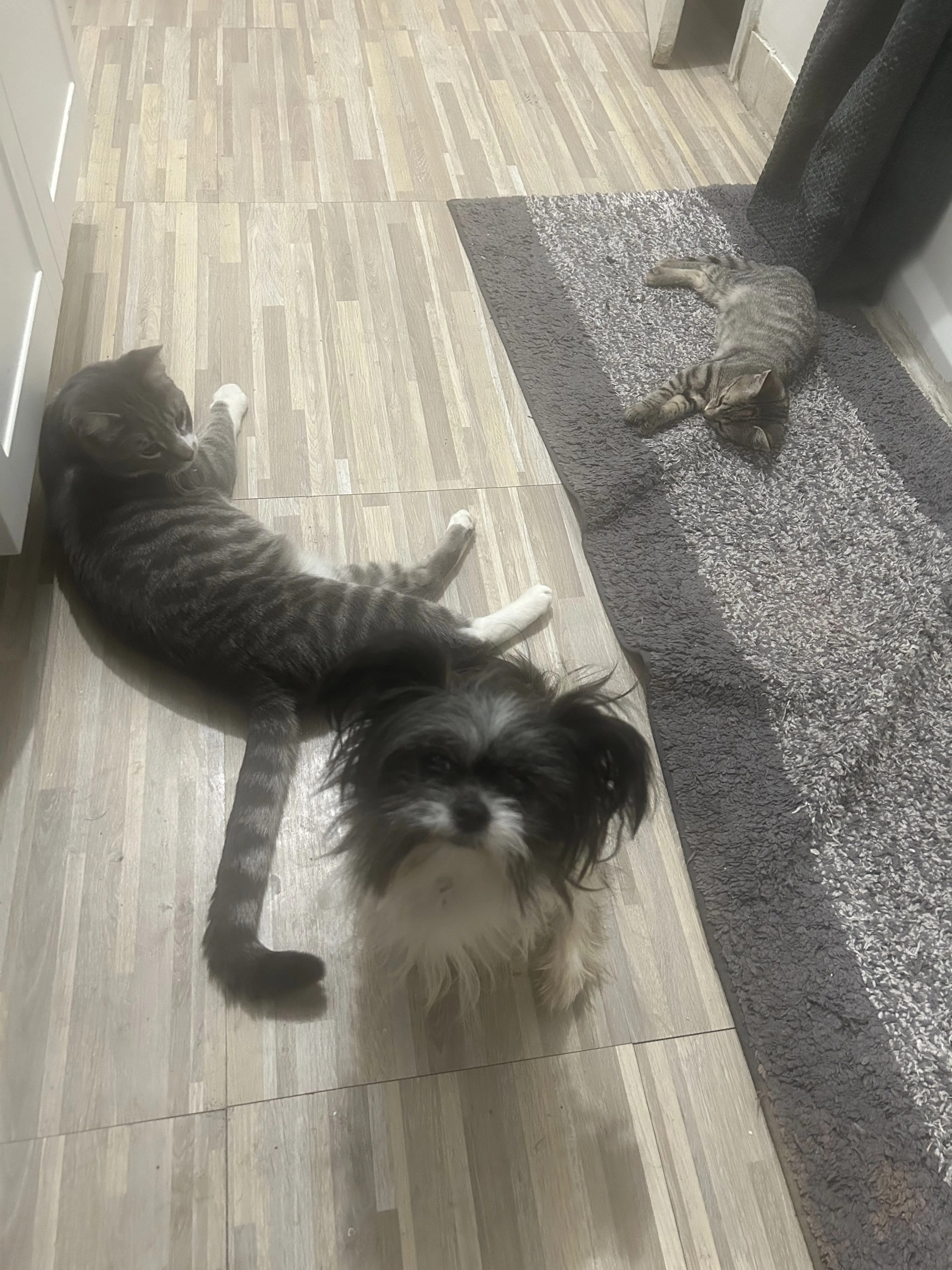 Lost pet-1