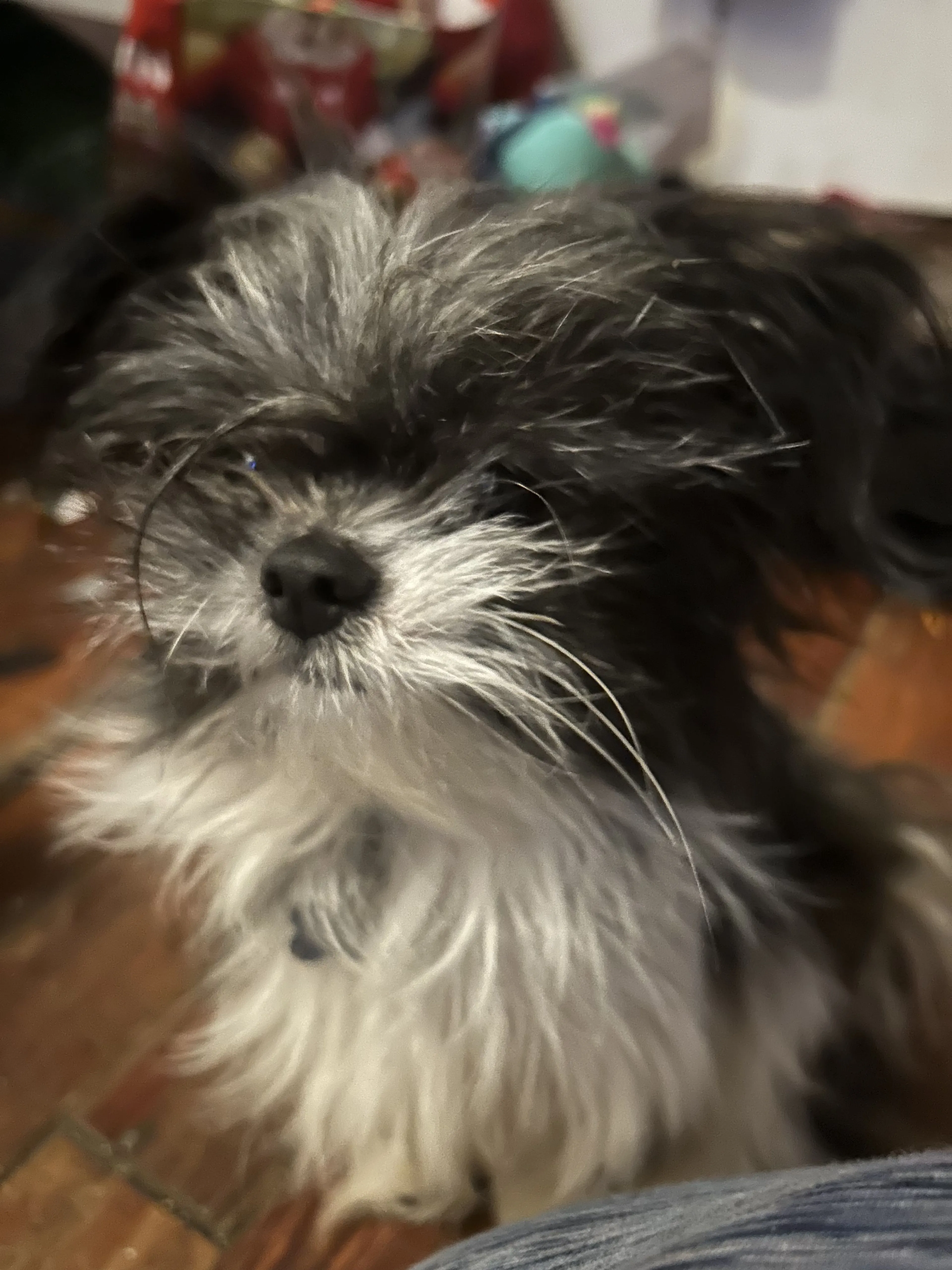 Lost pet-0