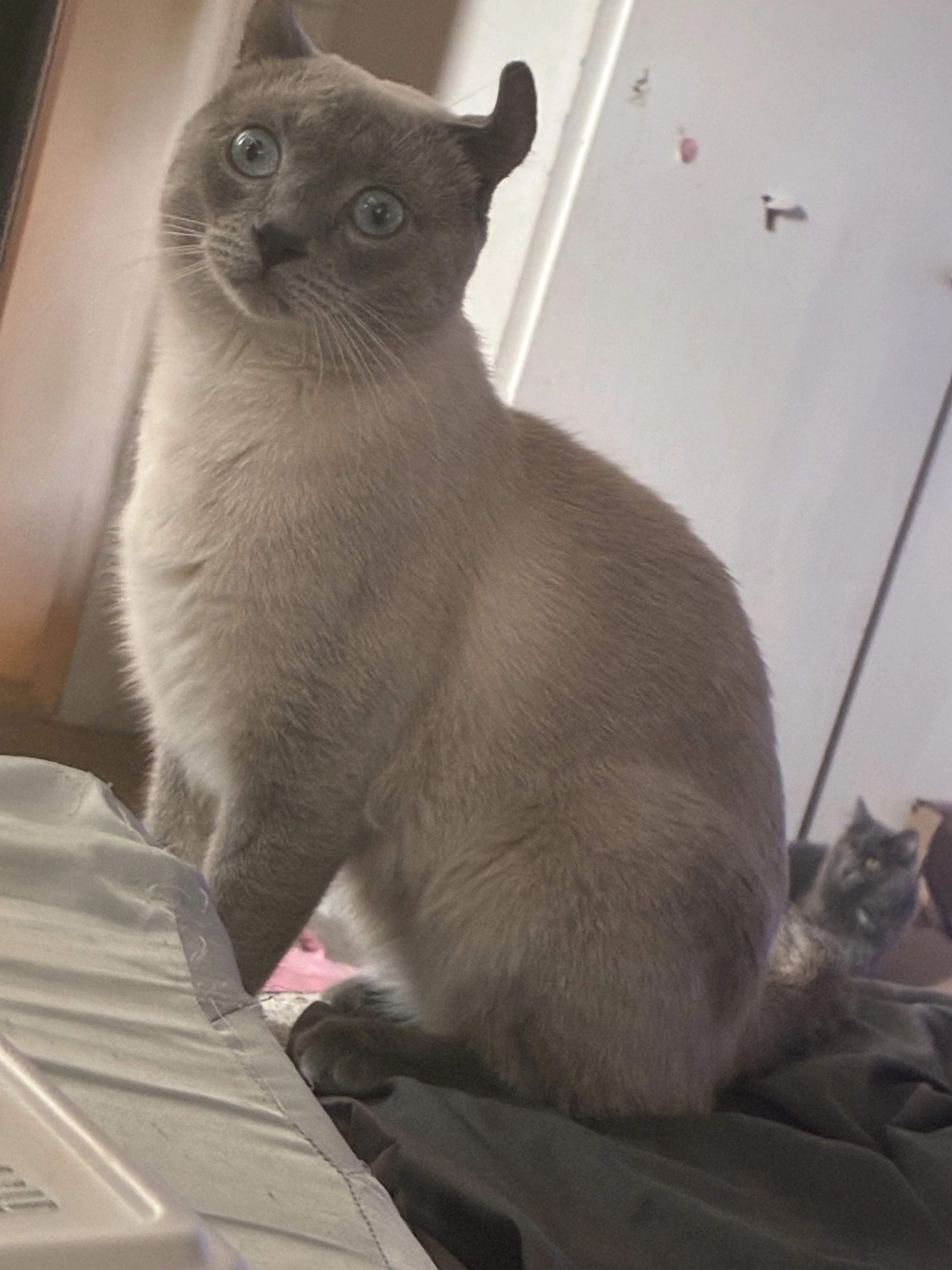 Lost pet