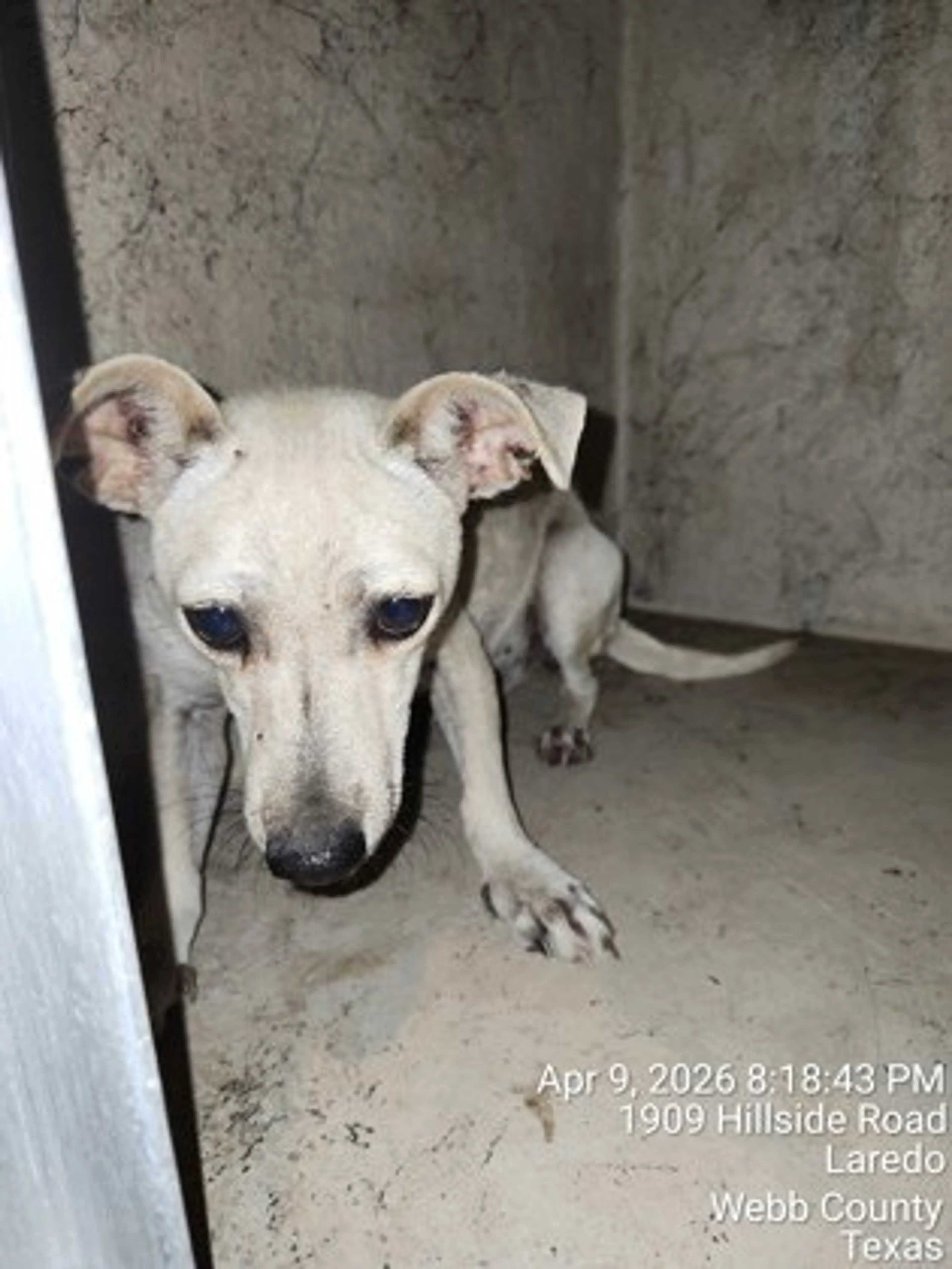 Found pet