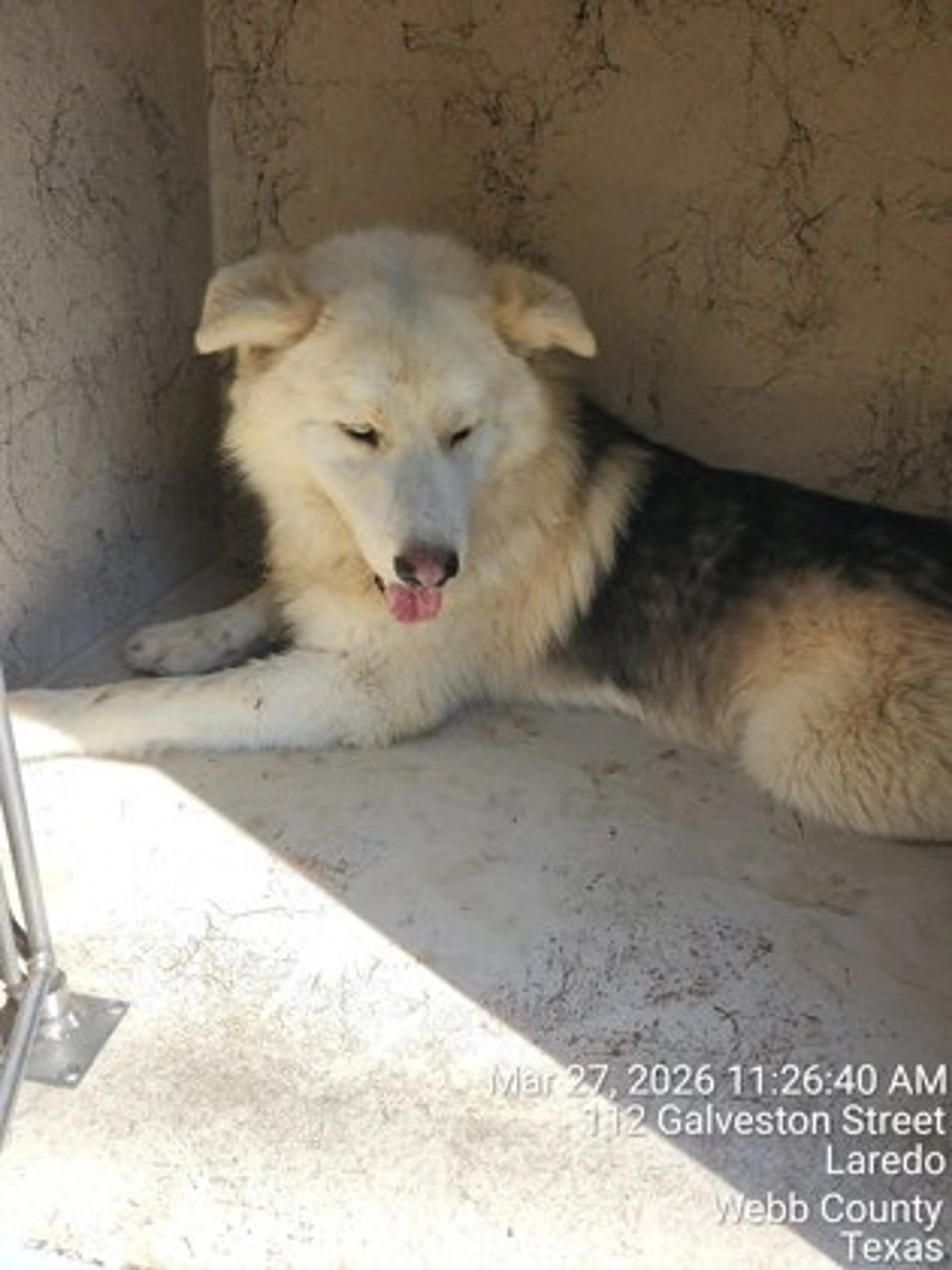 Found pet