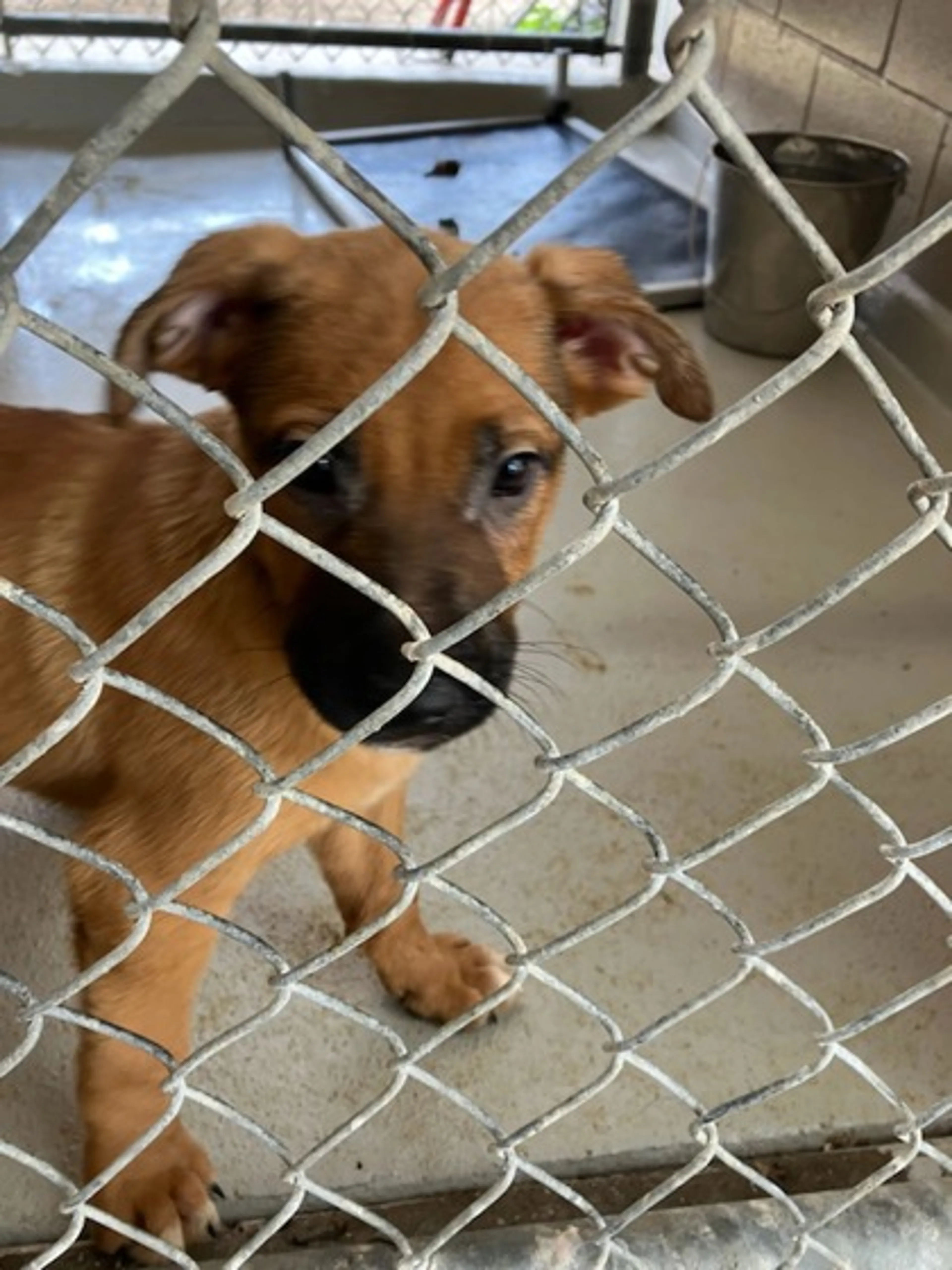 Found pet