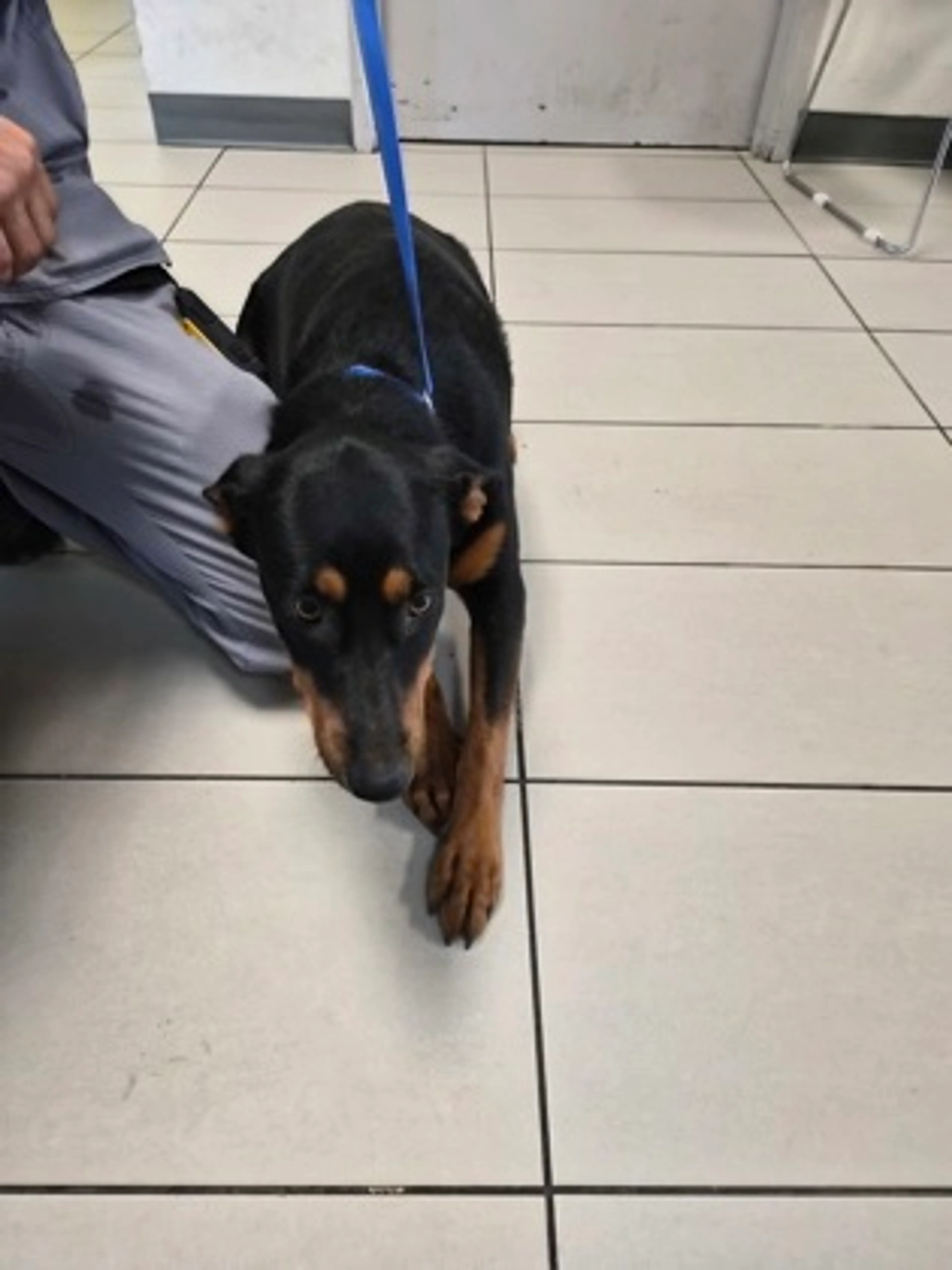 Found pet