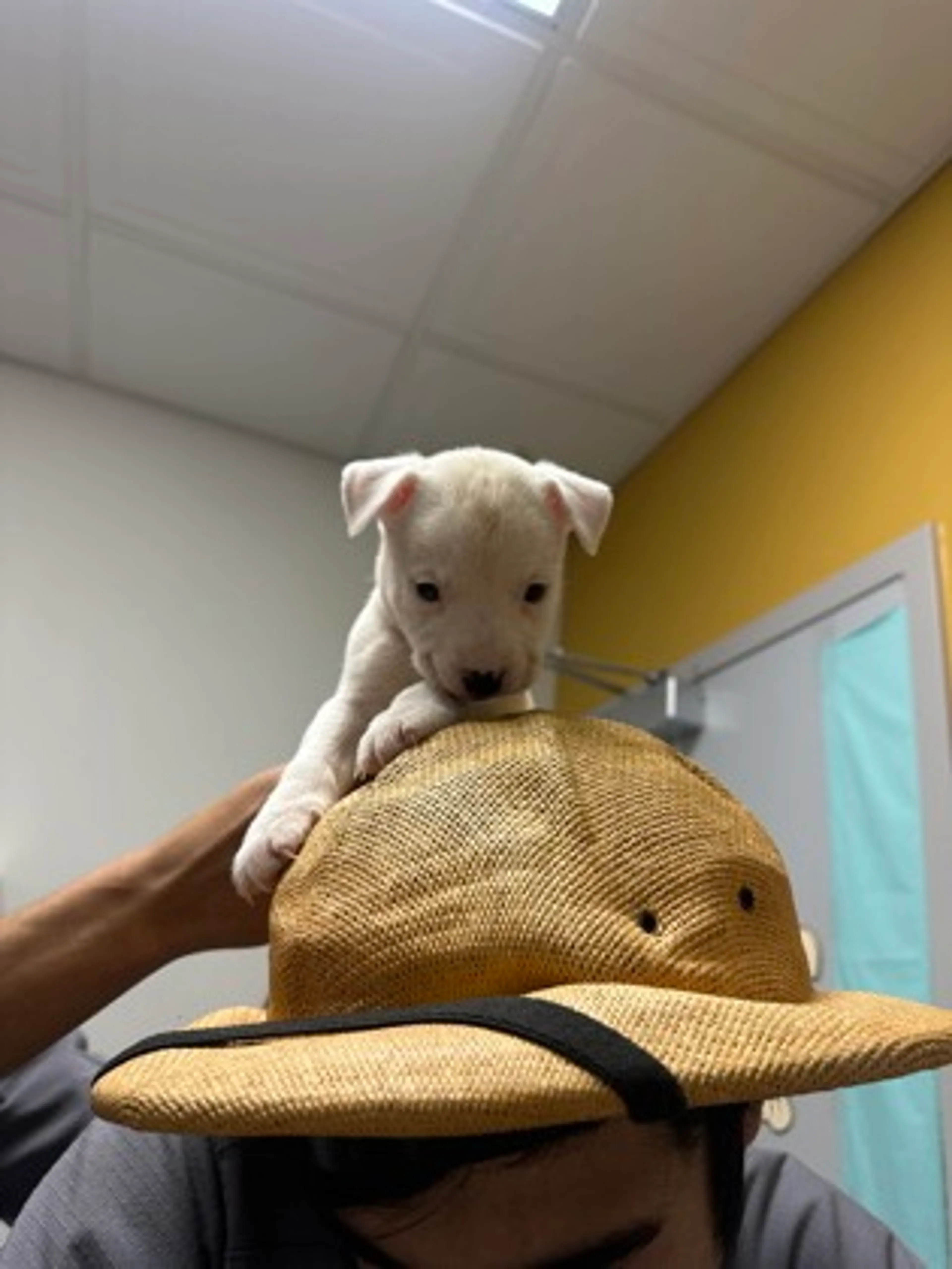 Found pet