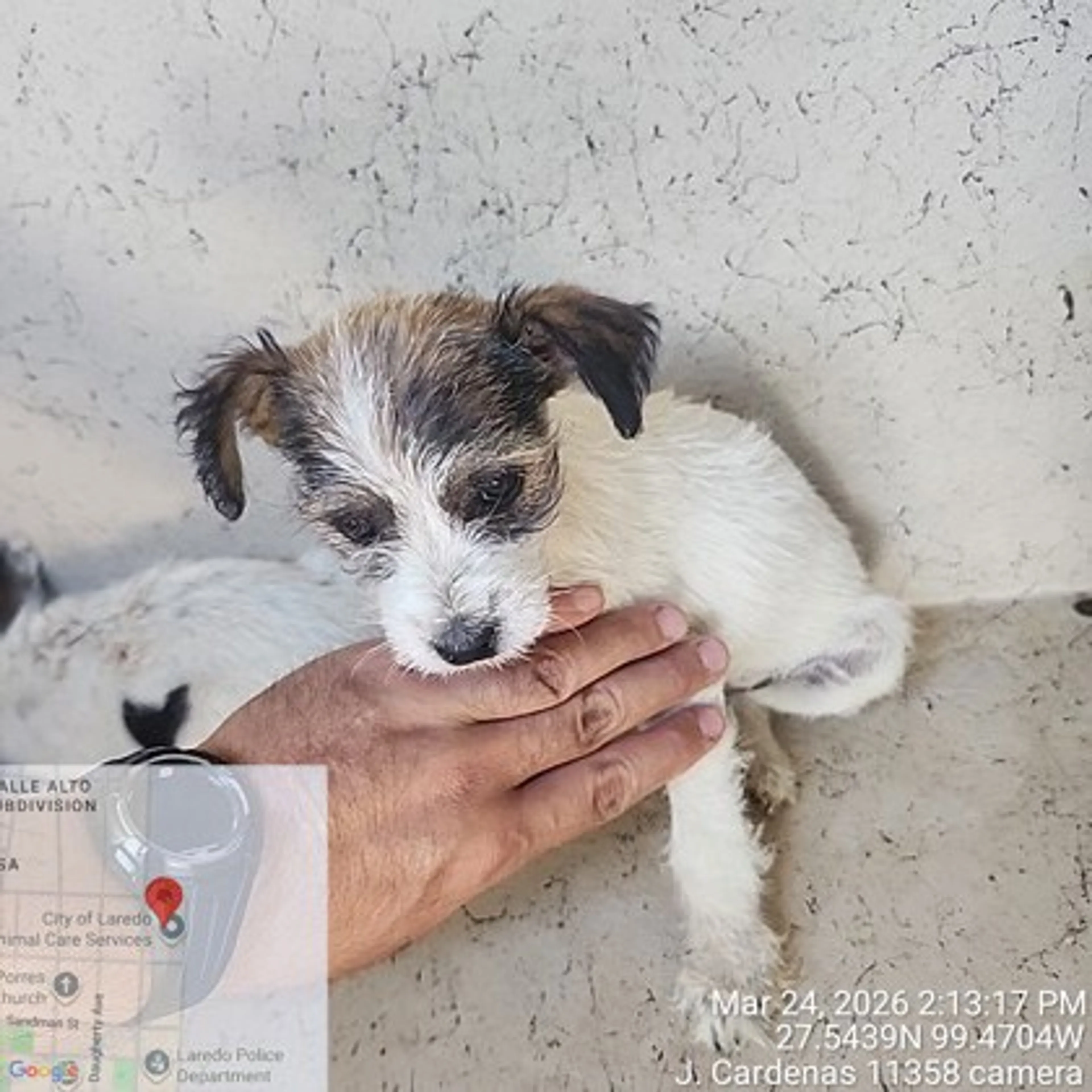 Found pet