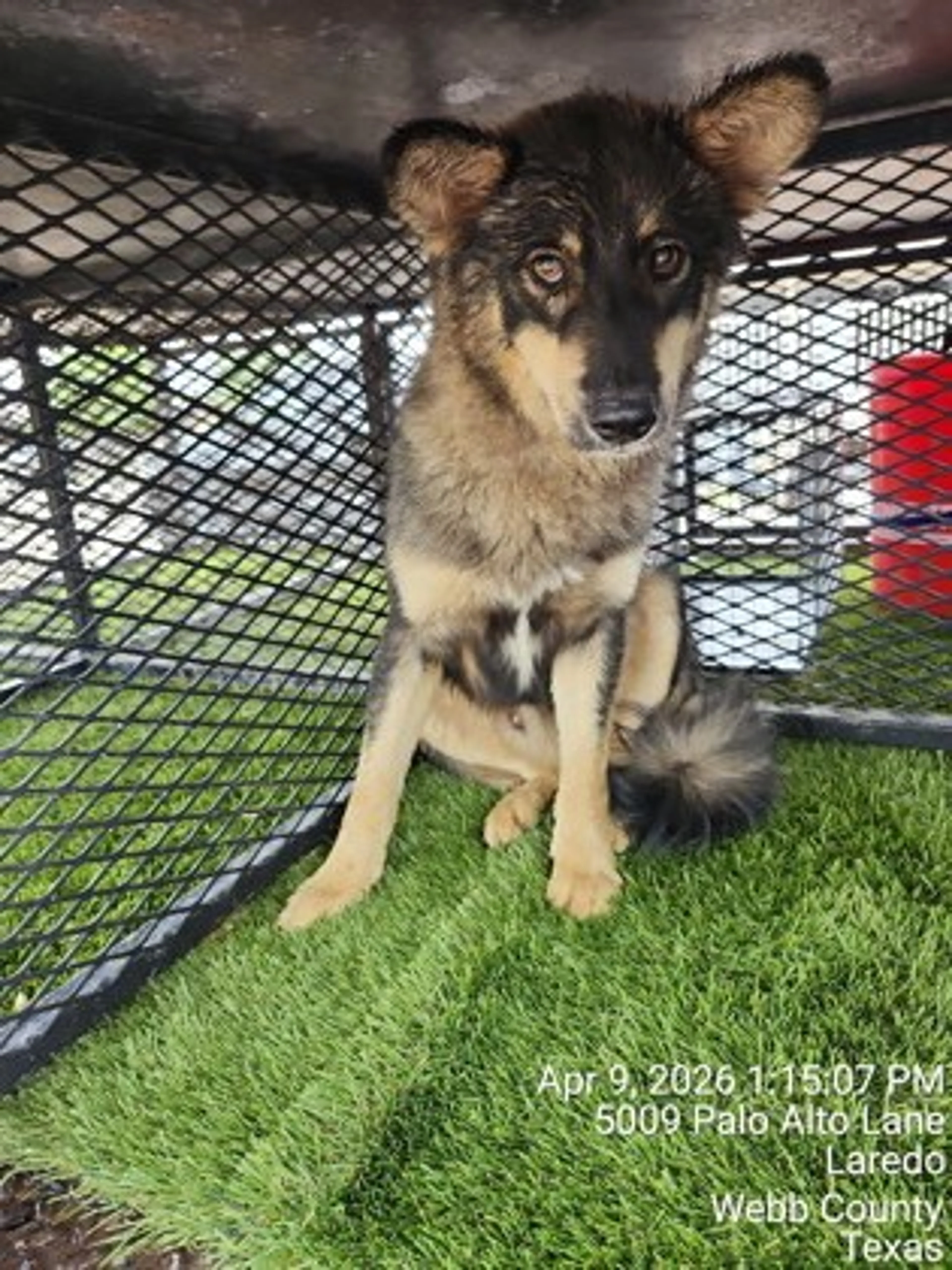 Found pet