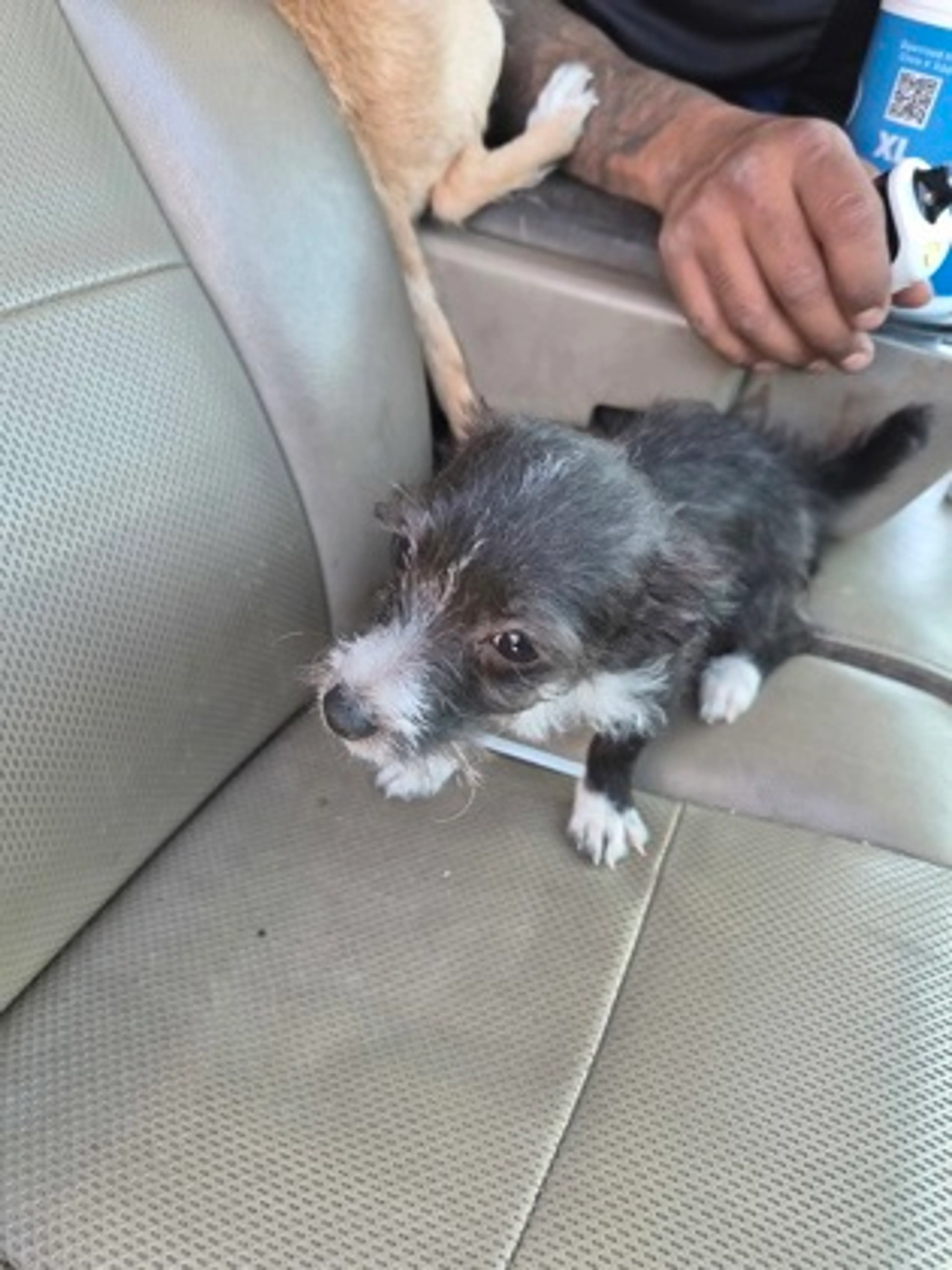 Found pet
