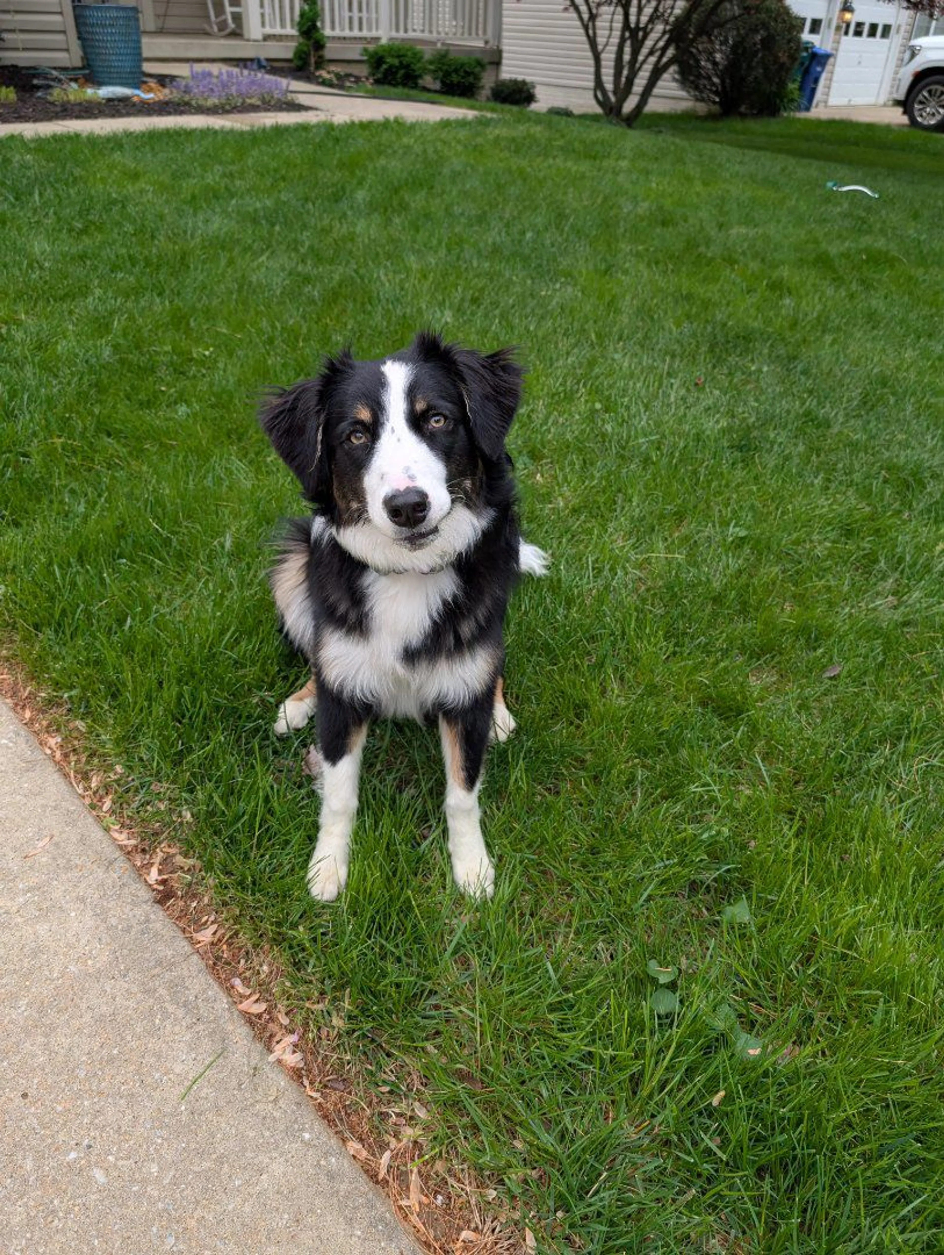 Lost pet
