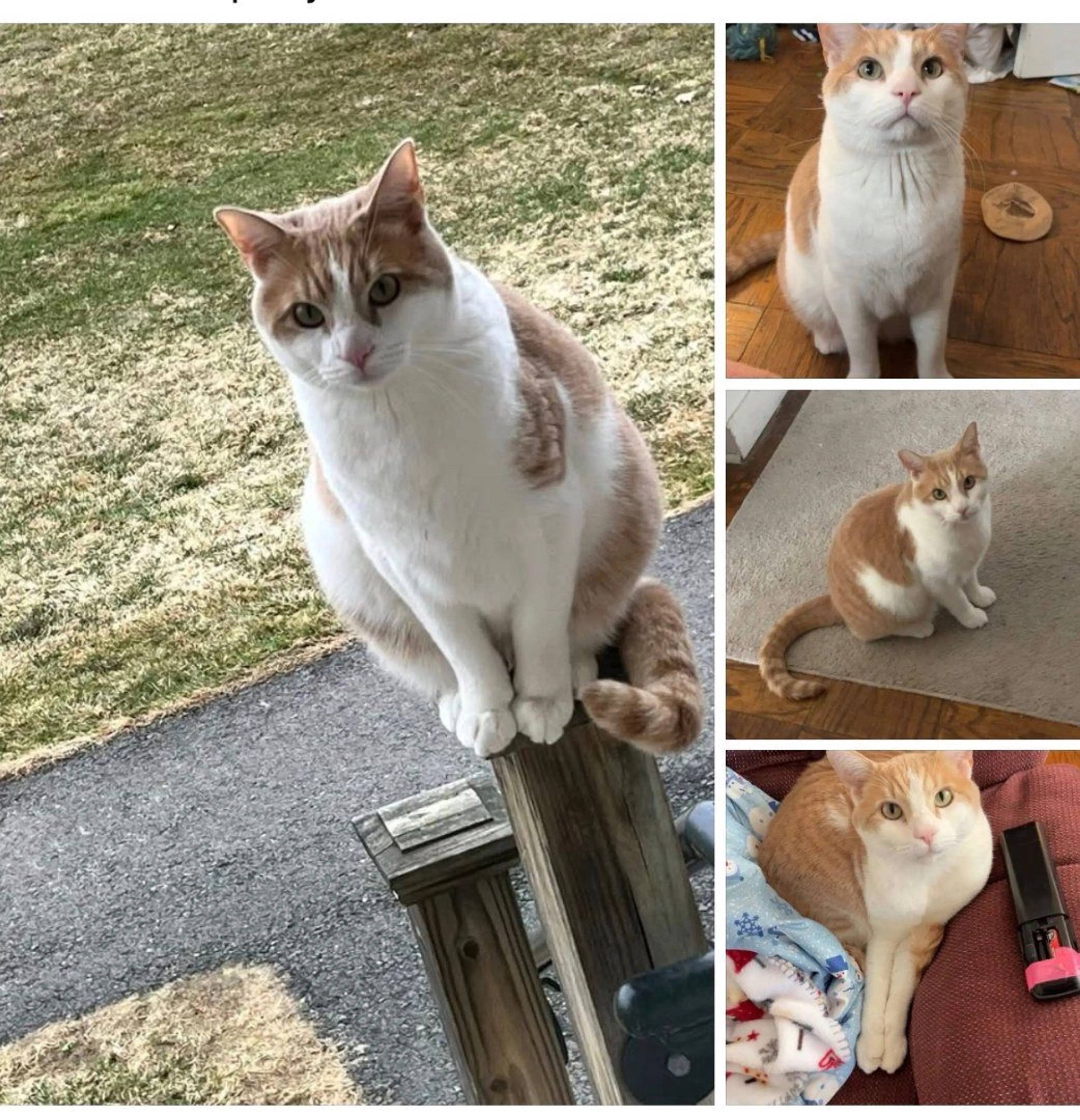 Lost pet