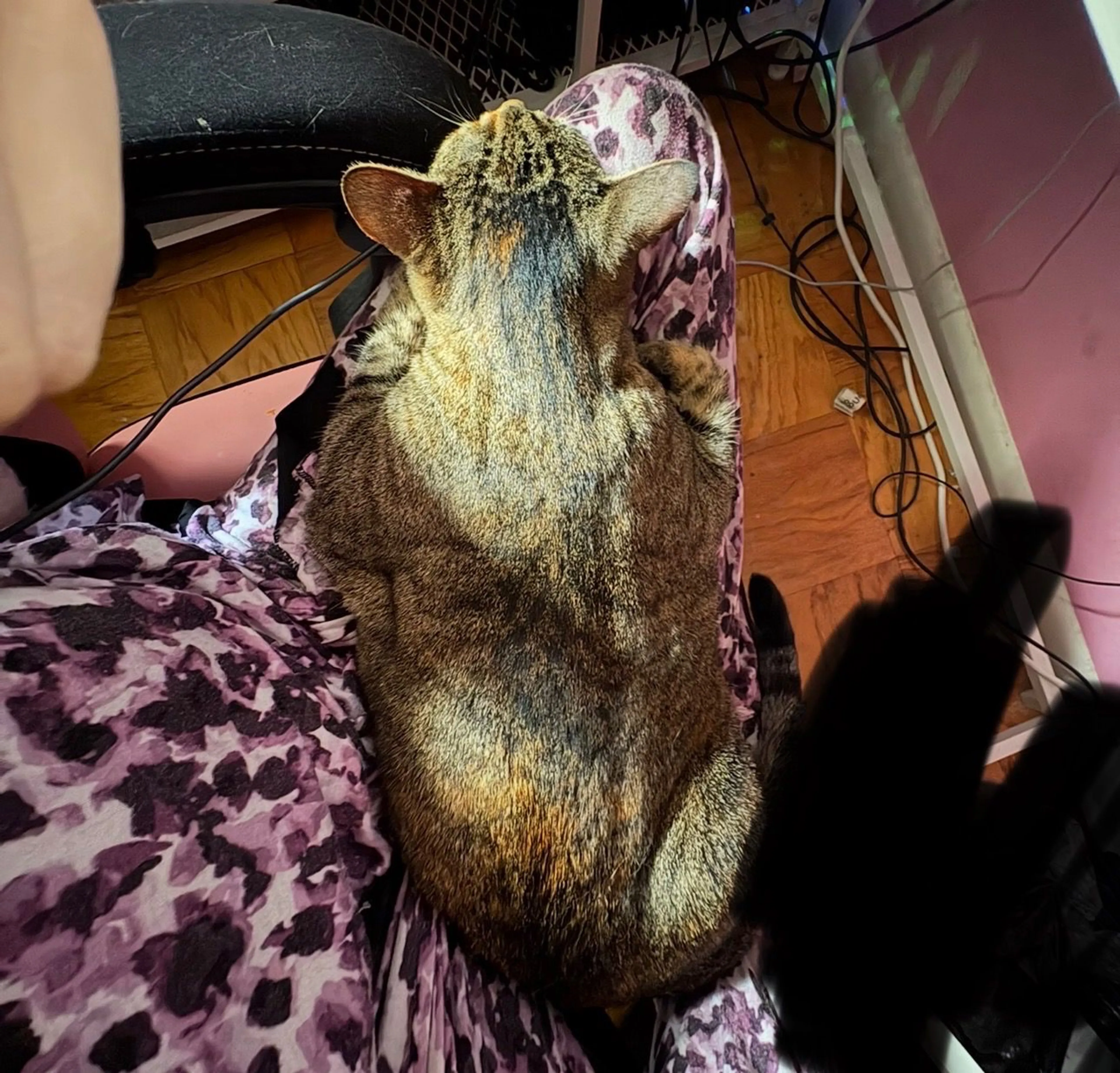 Lost pet-2