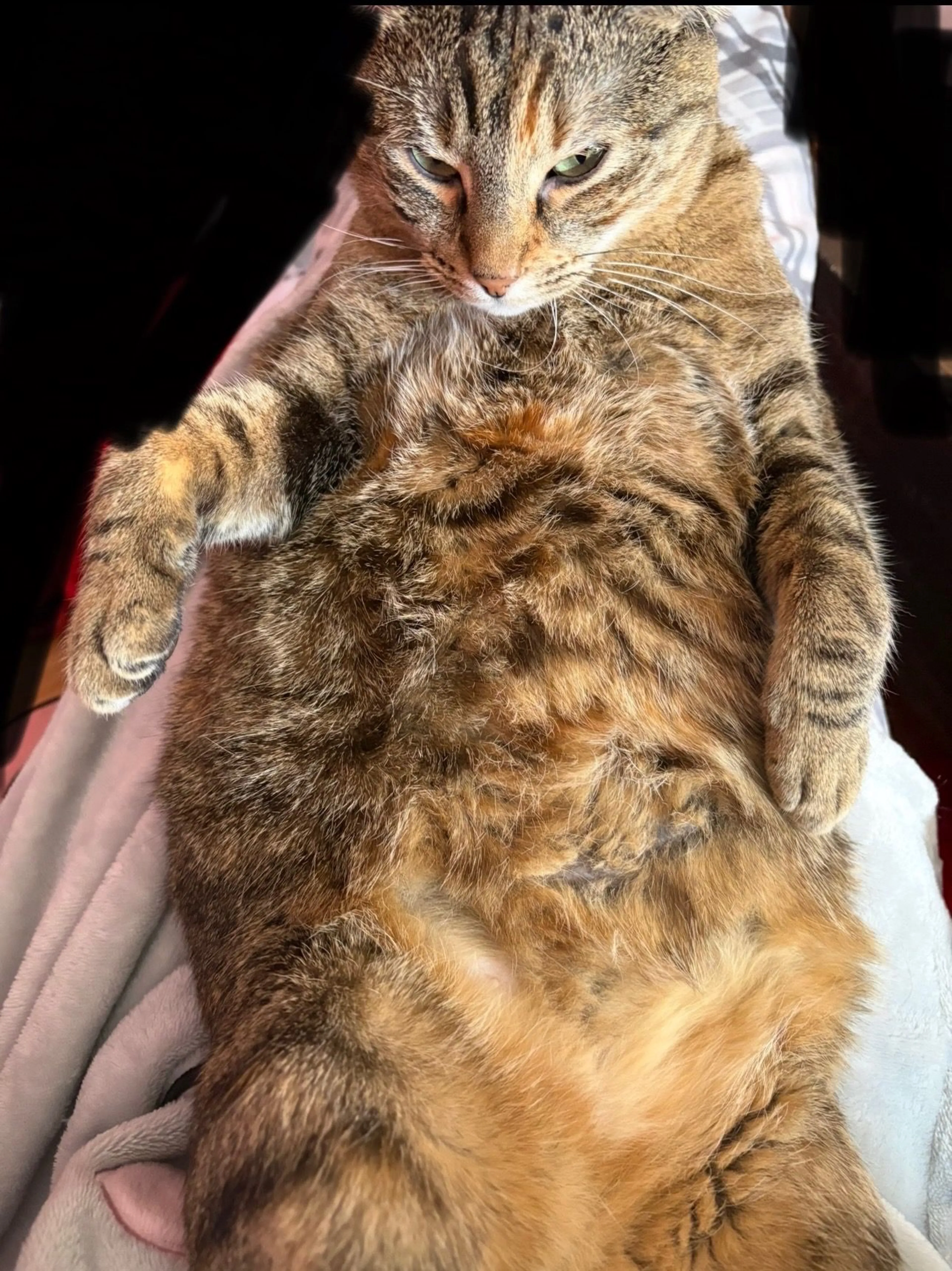 Lost pet-3