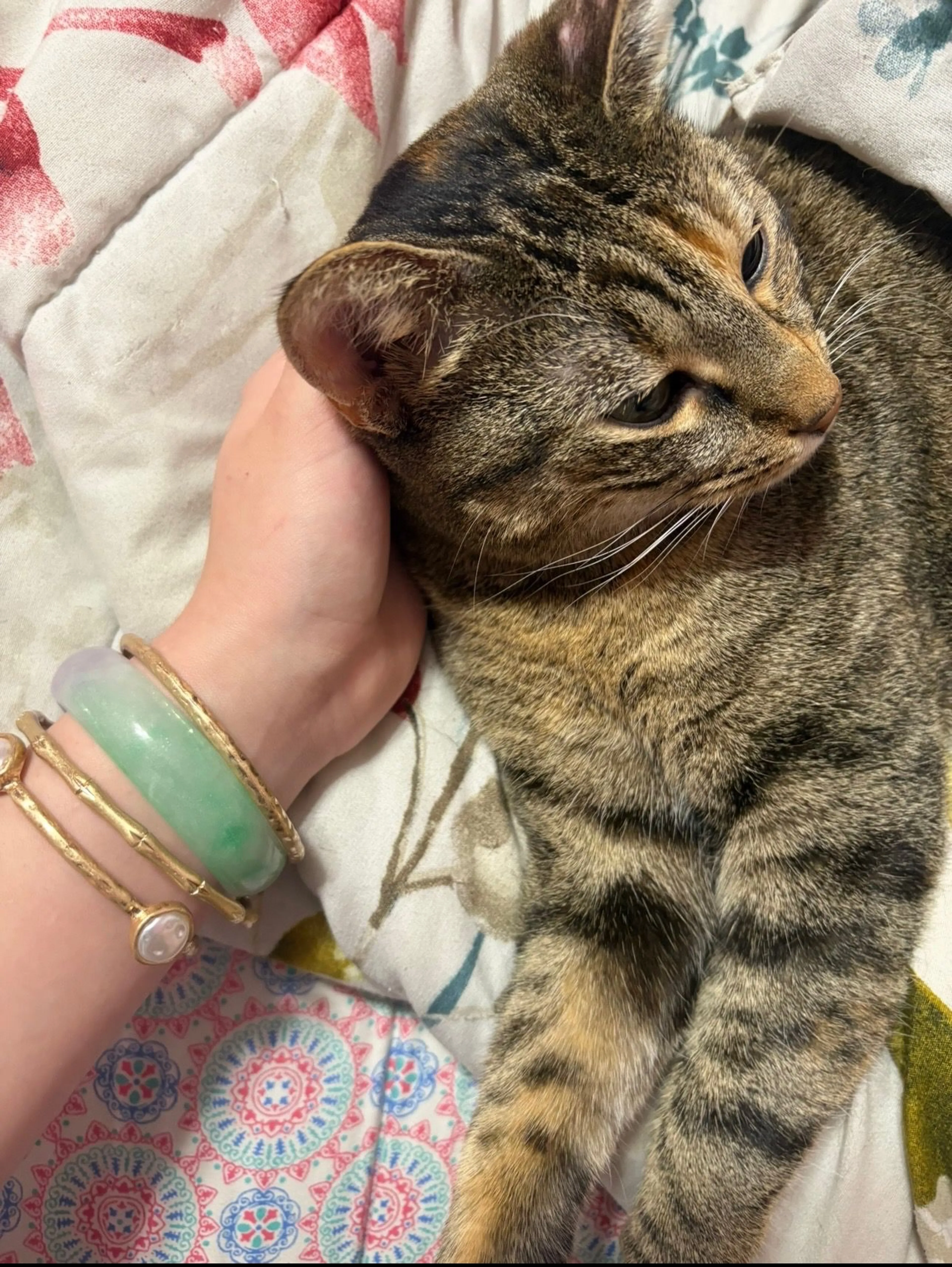 Lost pet-0