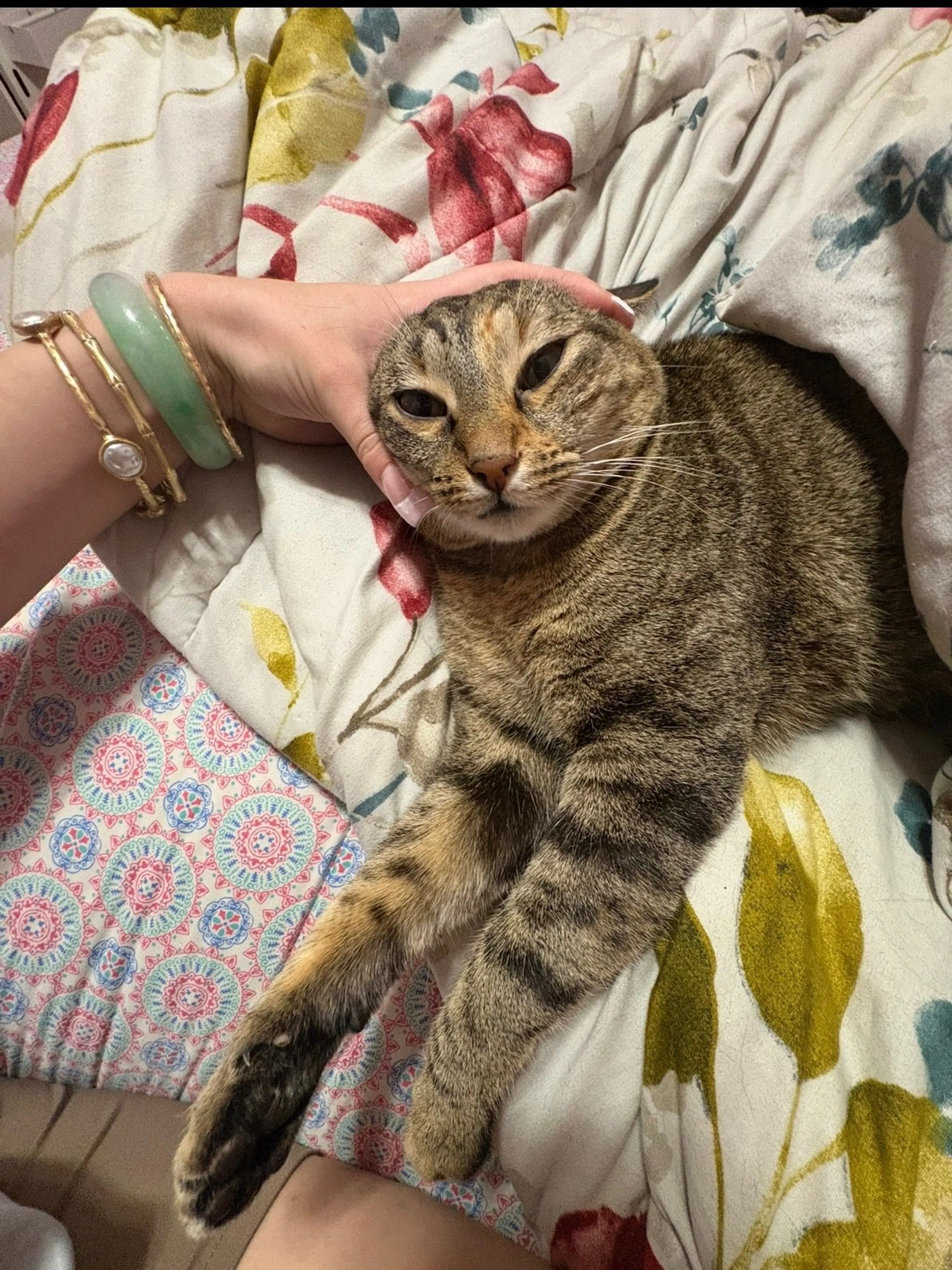 Lost pet-1