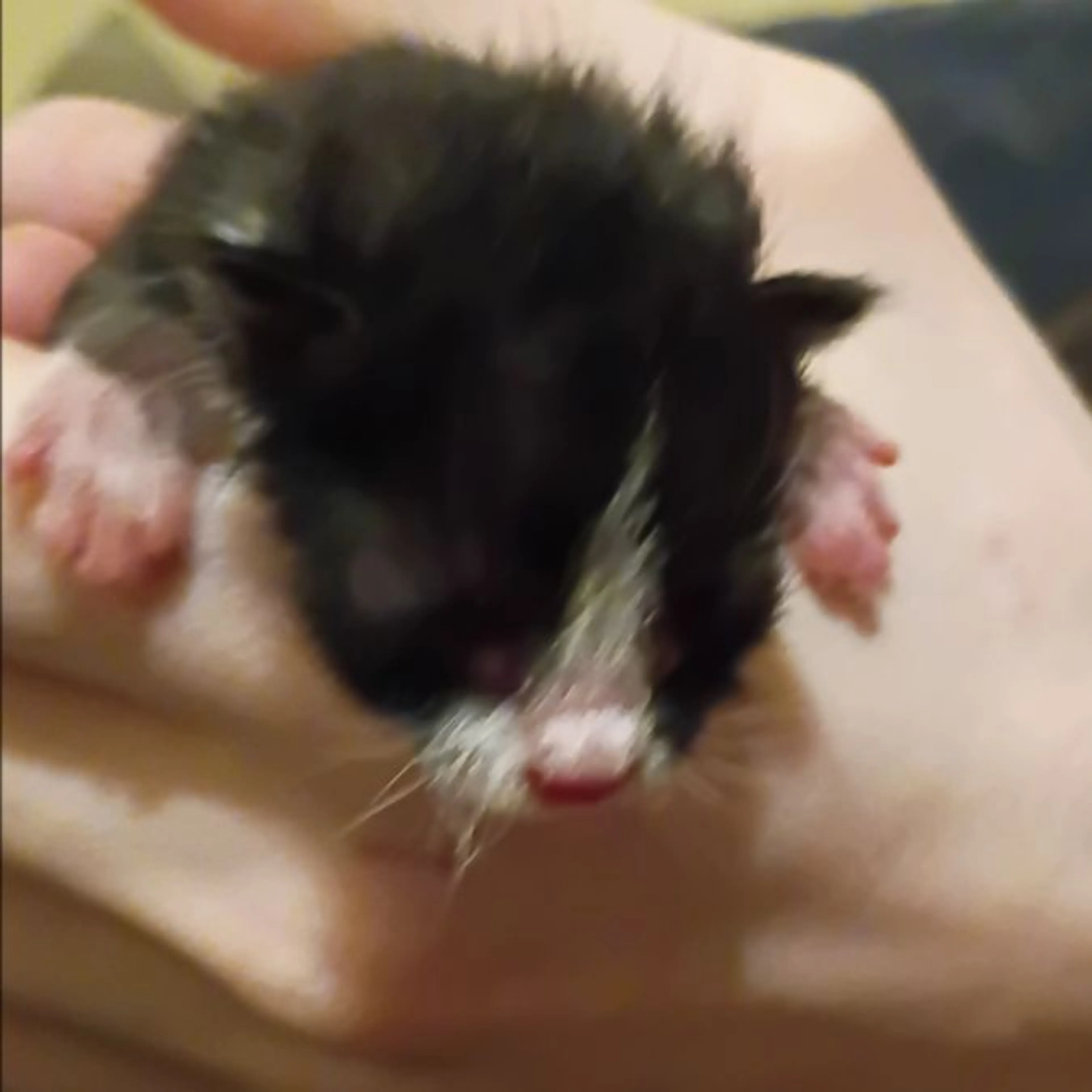 Found pet