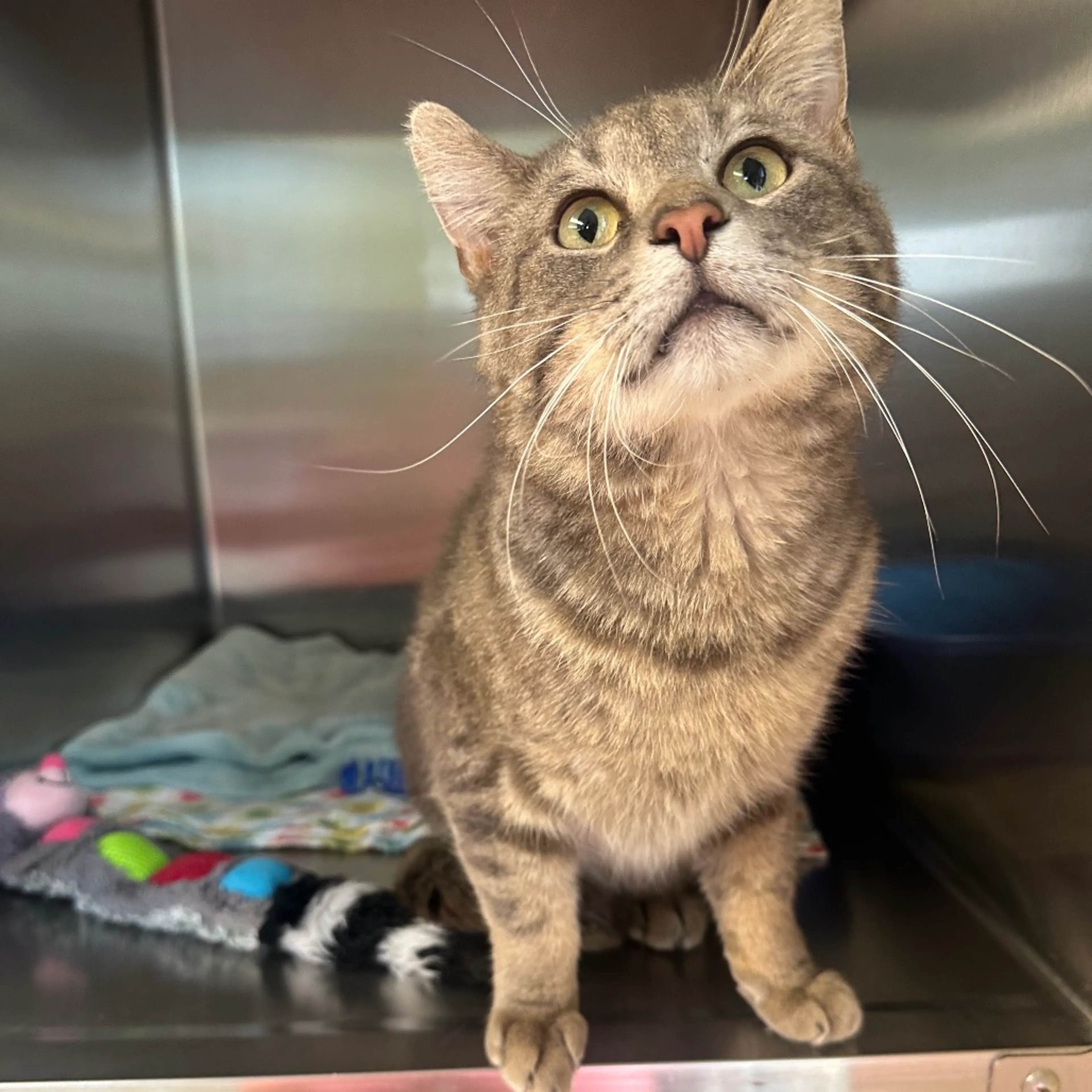 Found pet-1