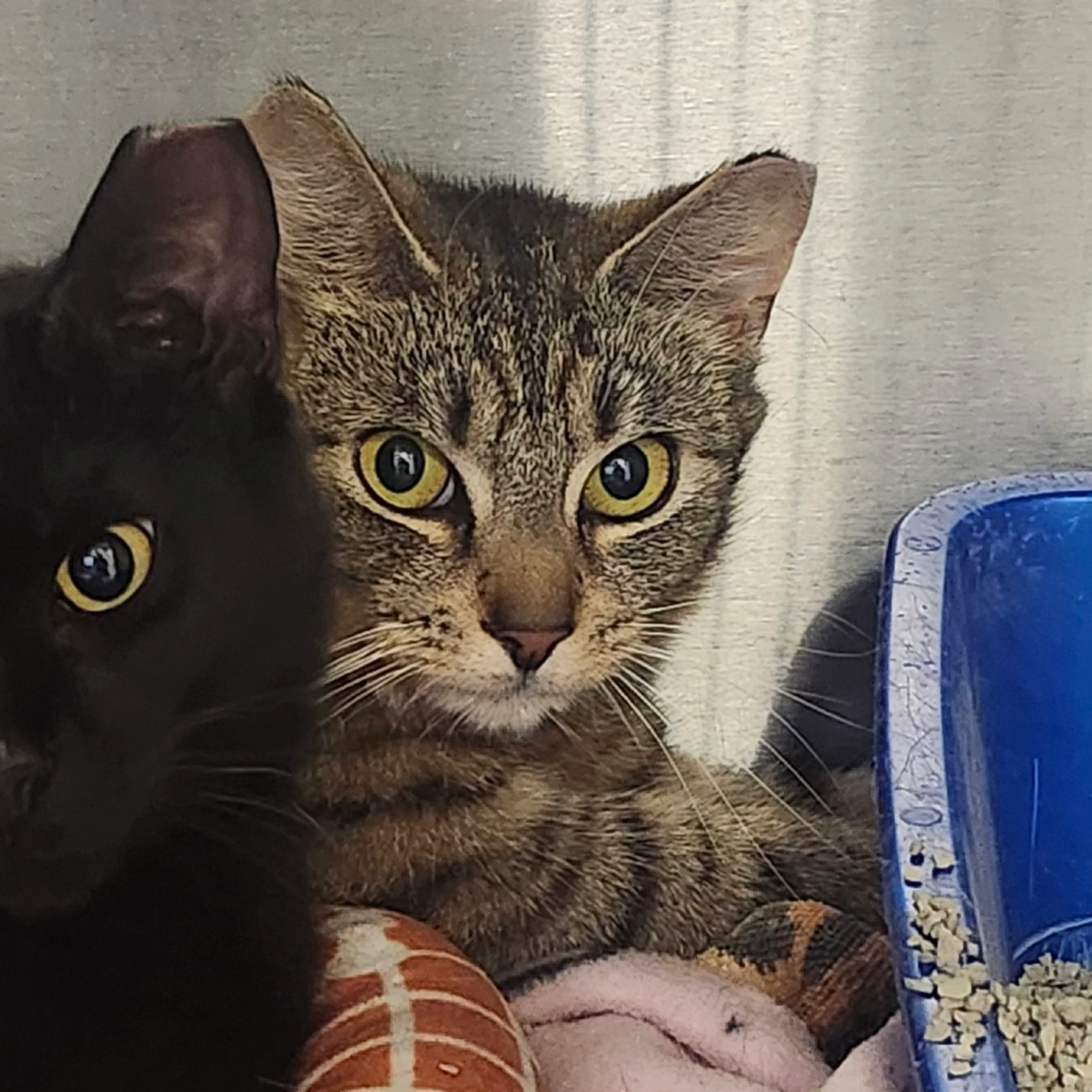 Found pet-1