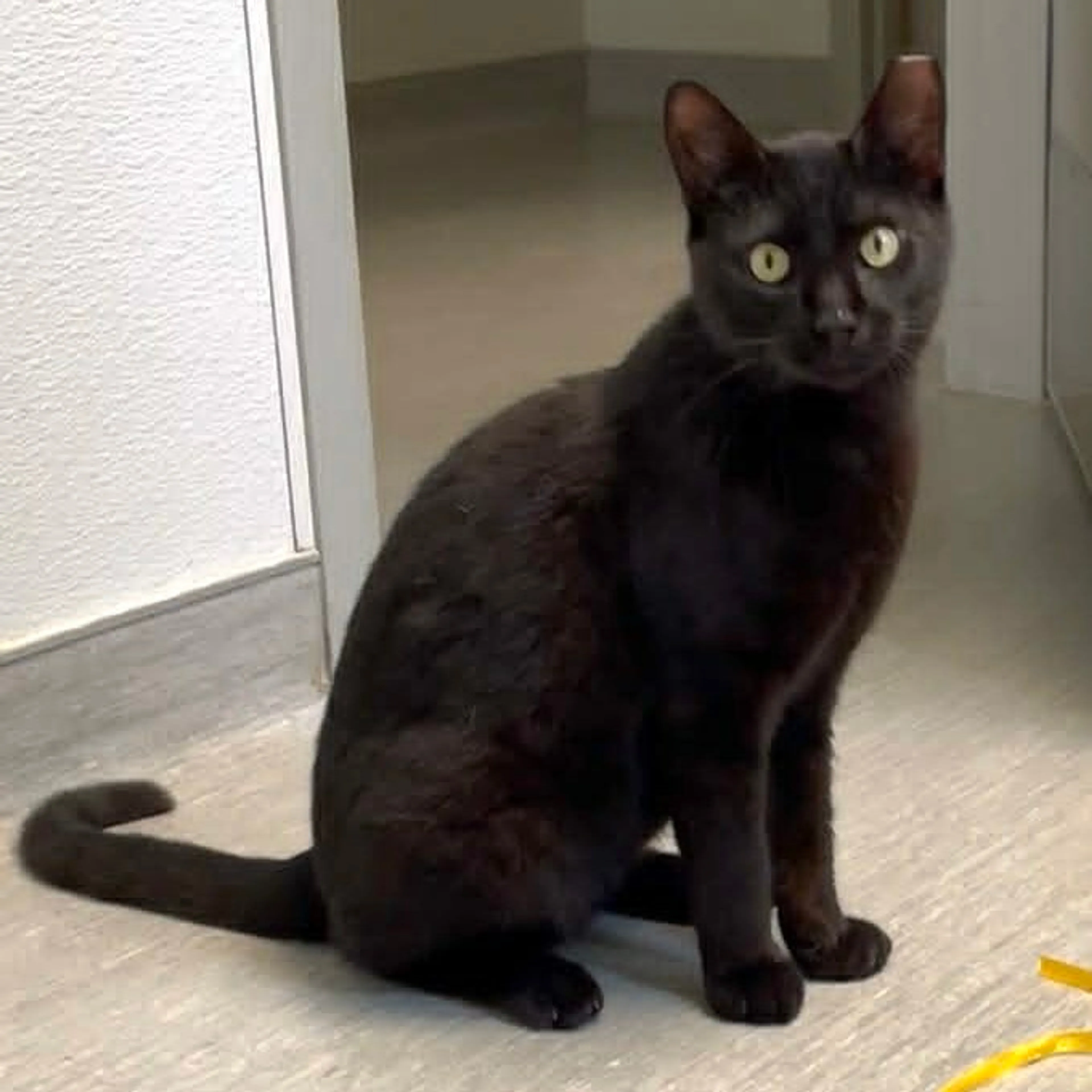 Found pet-0