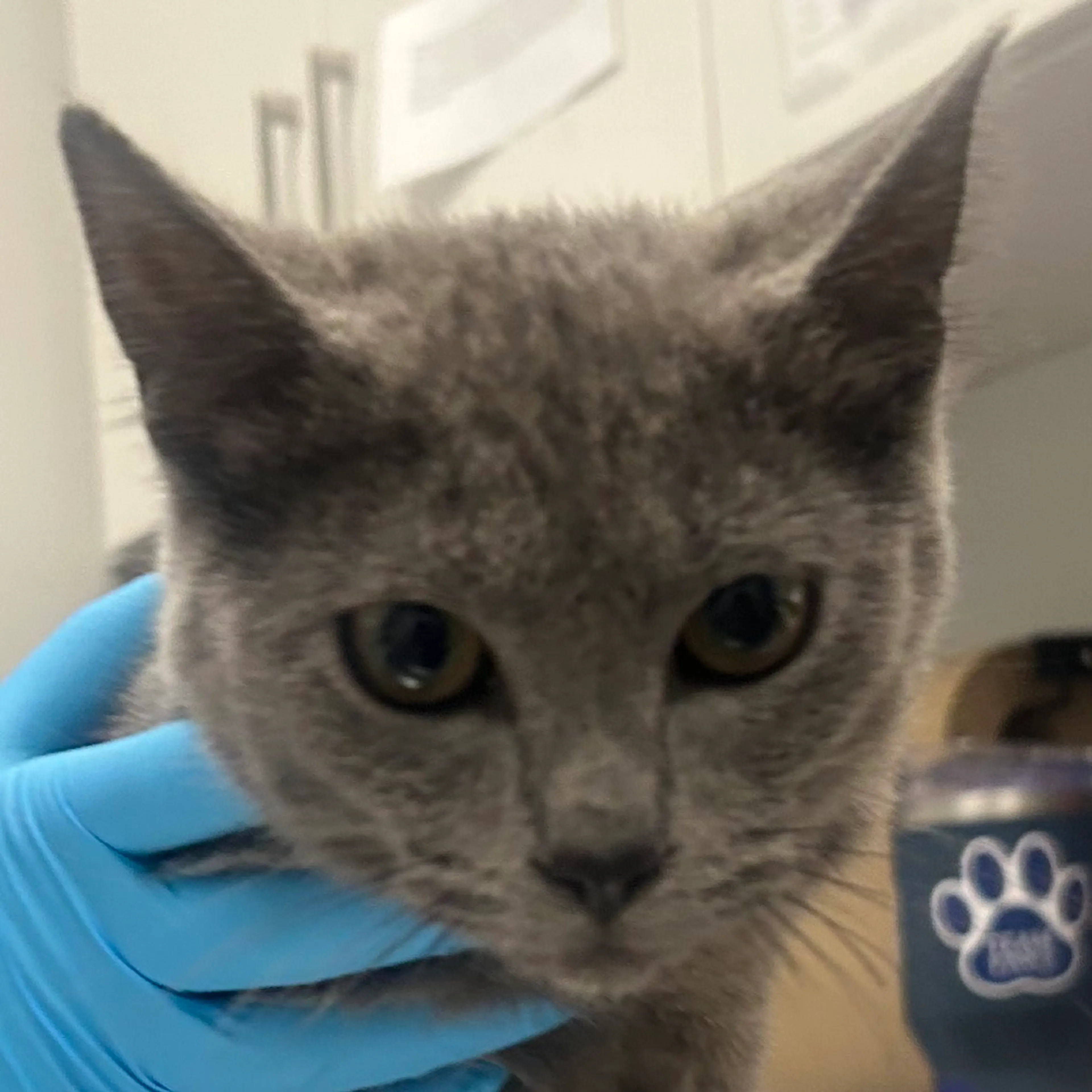 Found pet