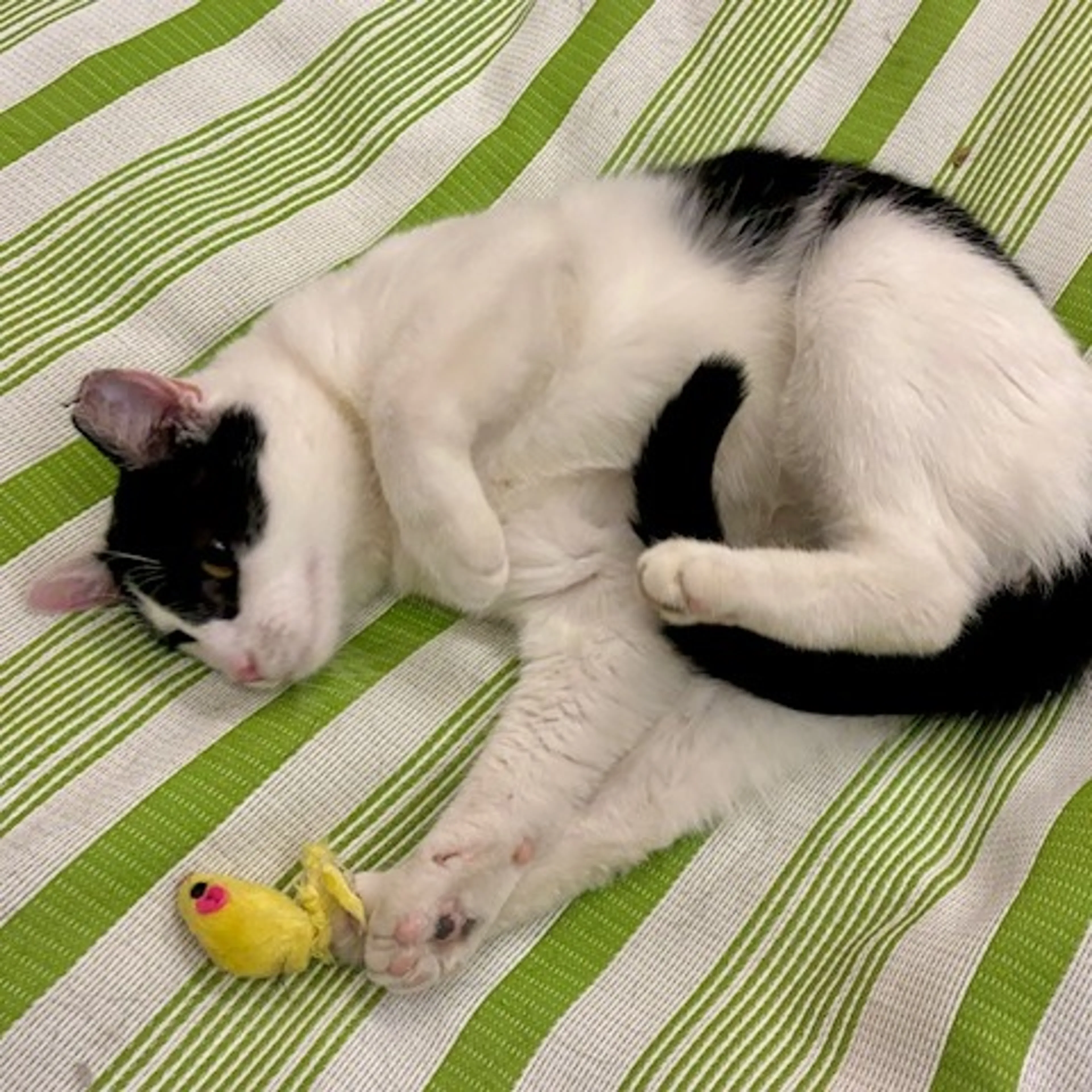 Found pet-2
