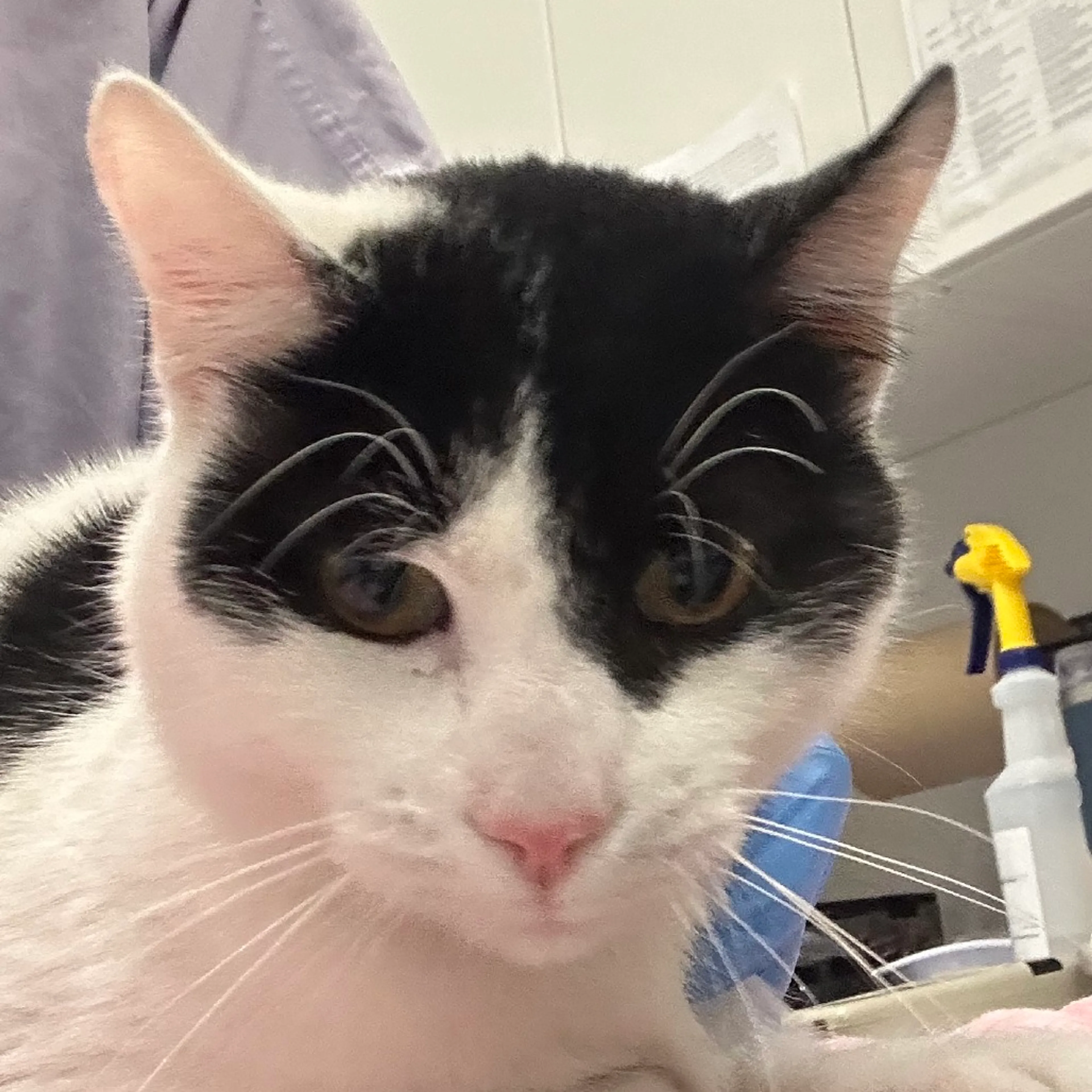 Found pet-1