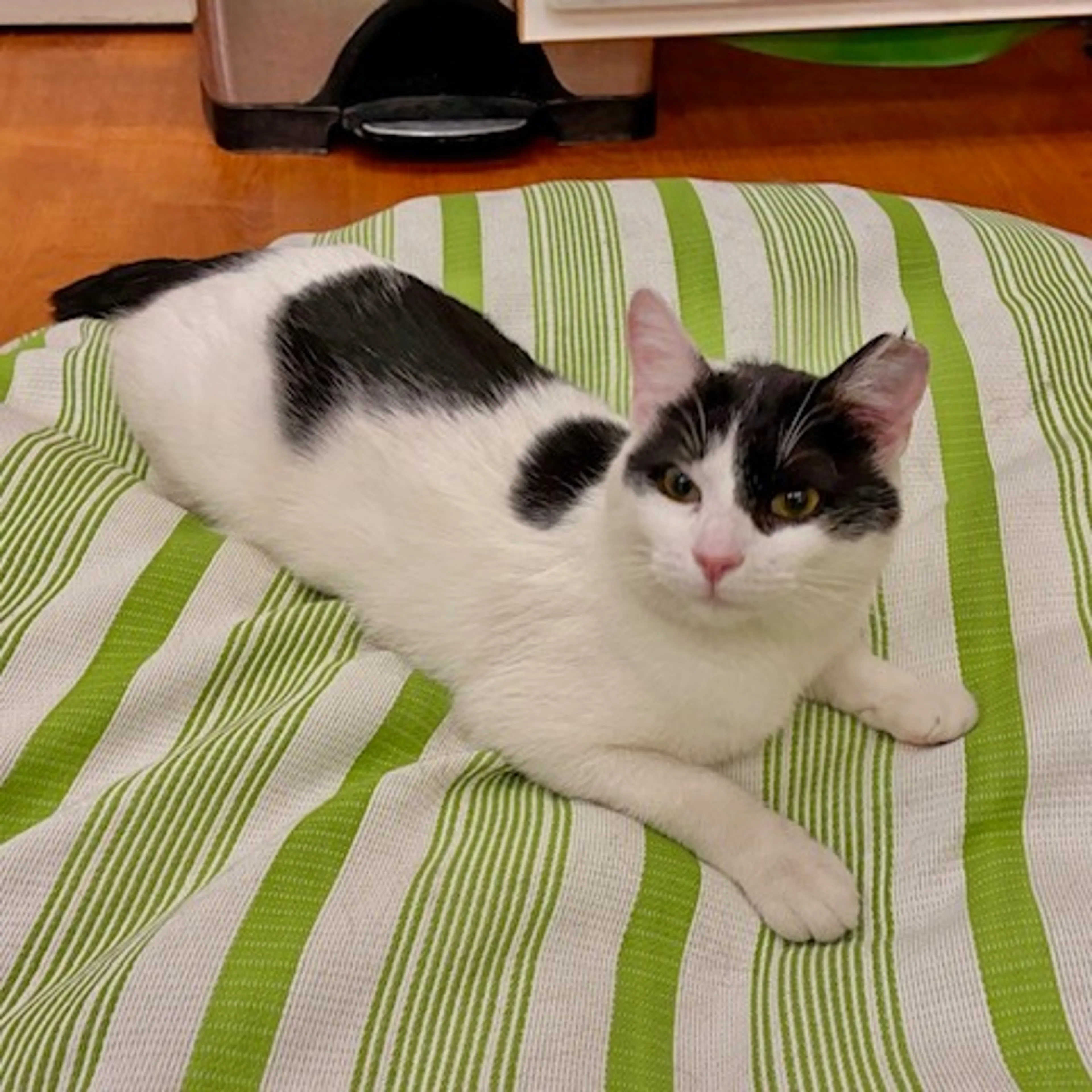 Found pet-0