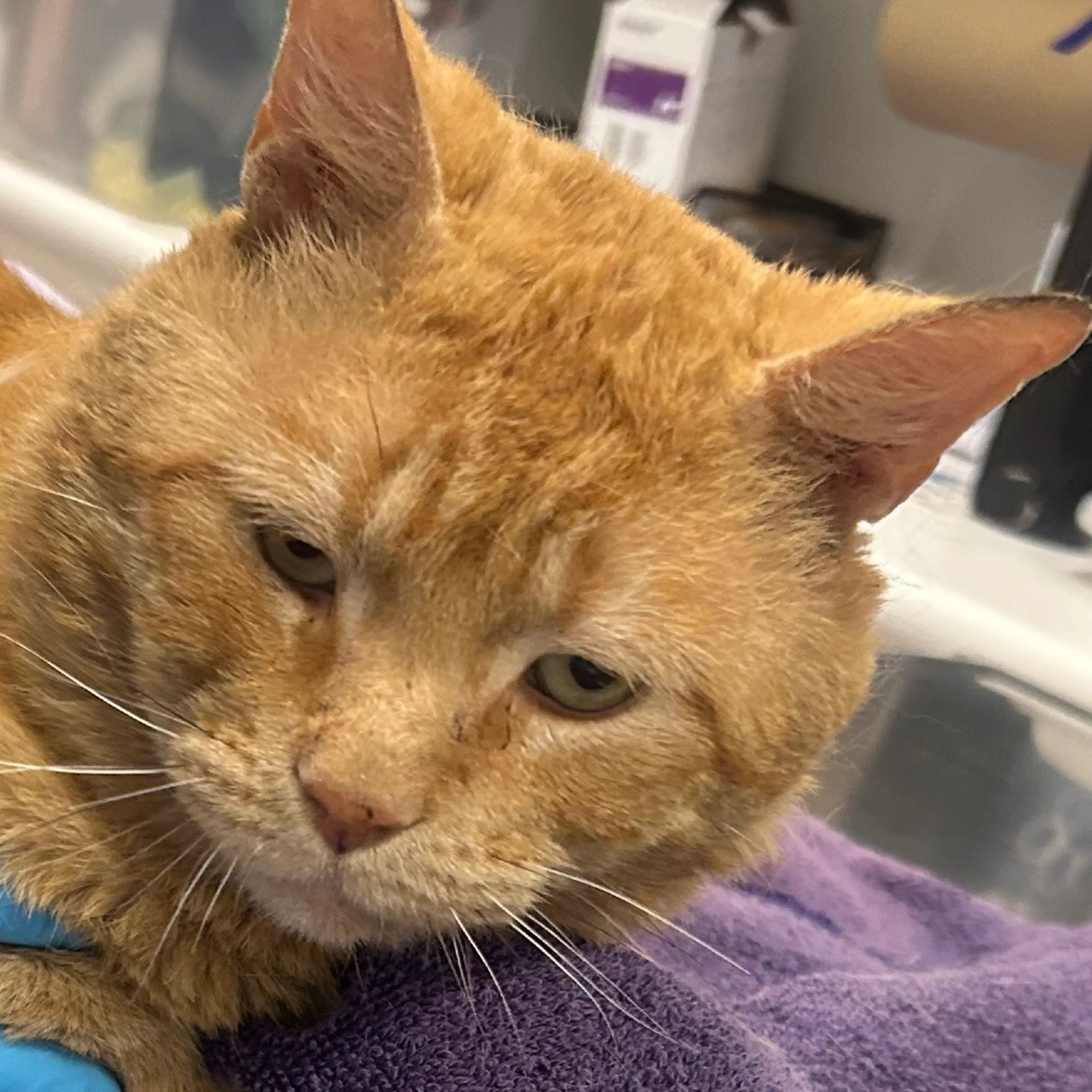 Found pet-1