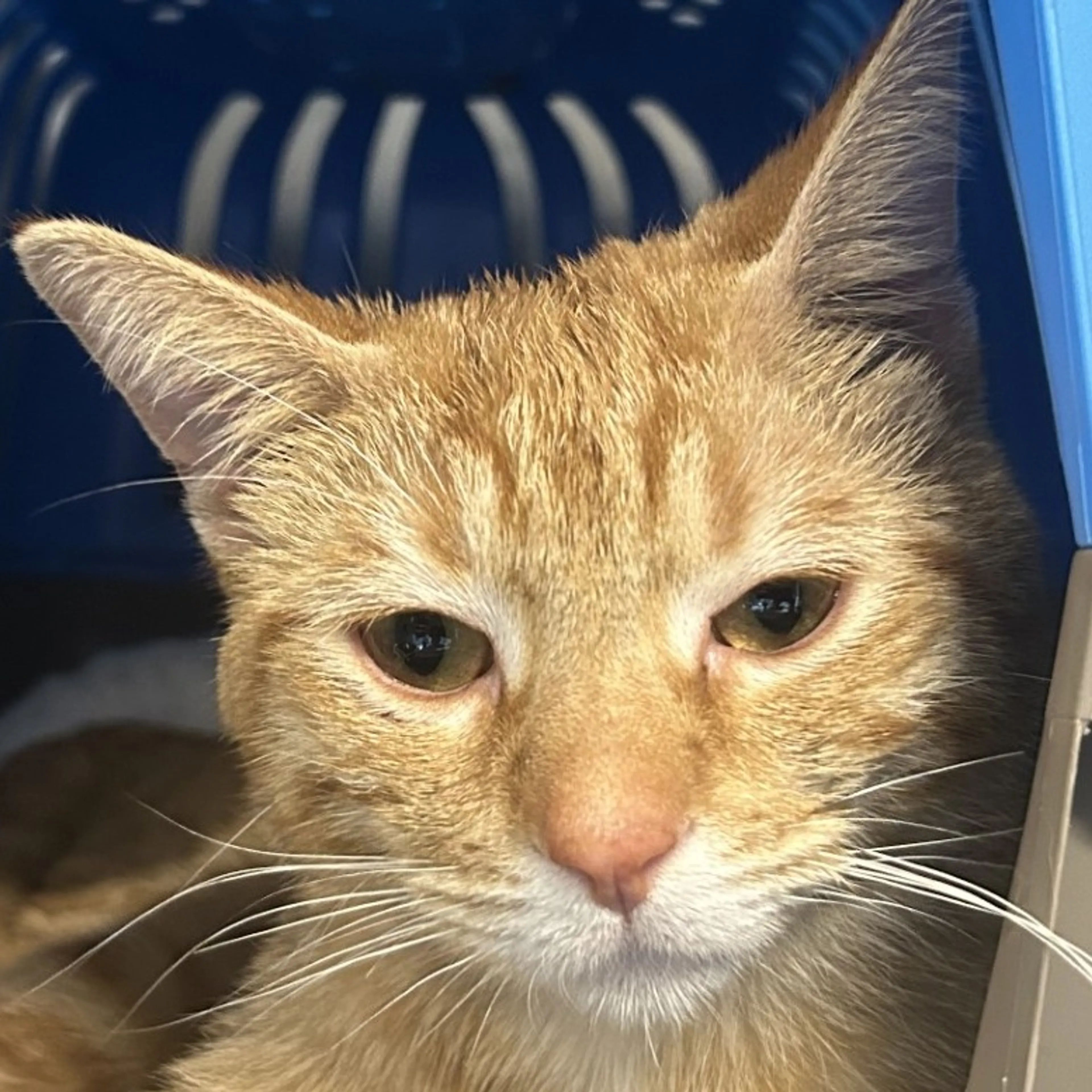 Found pet-1