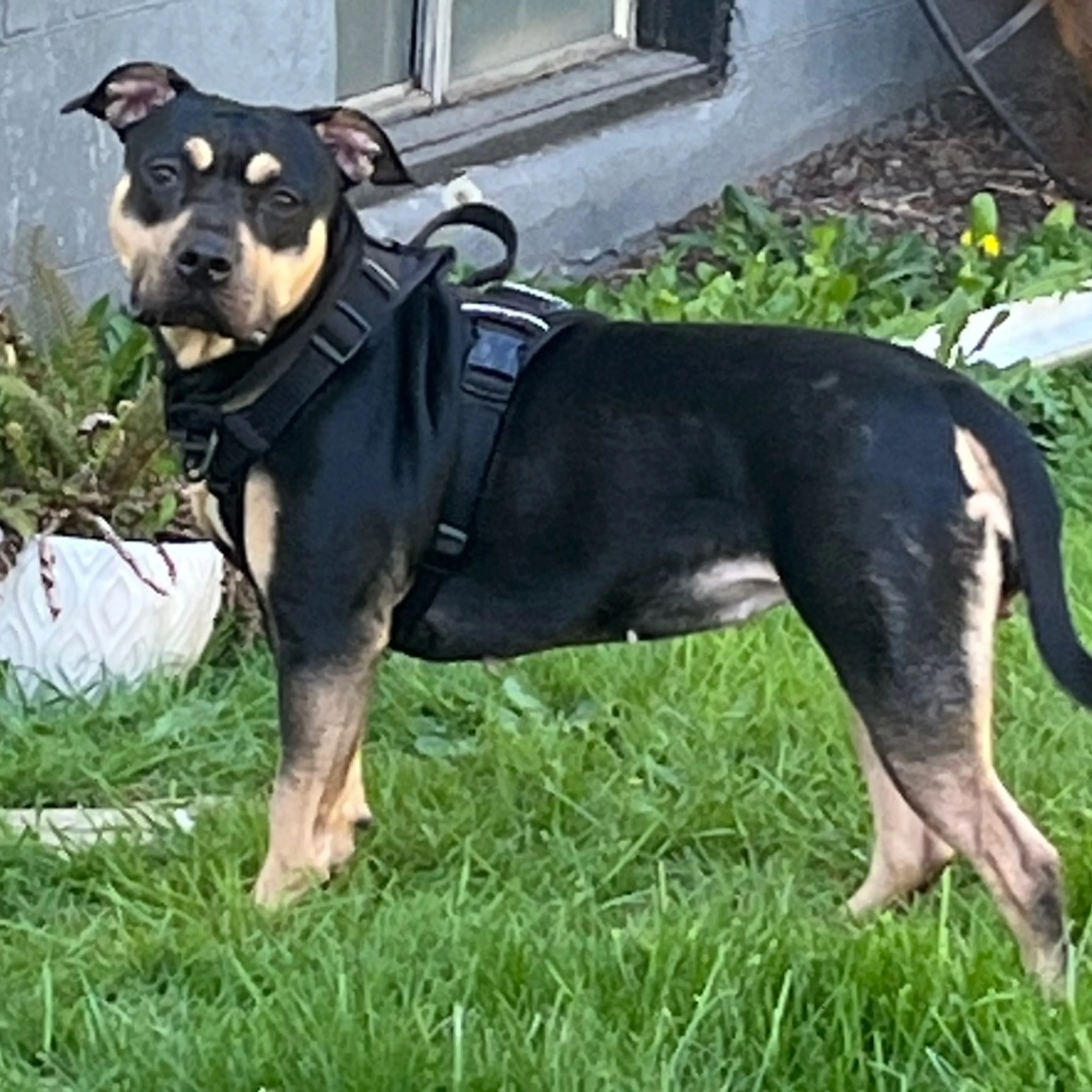 Found pet