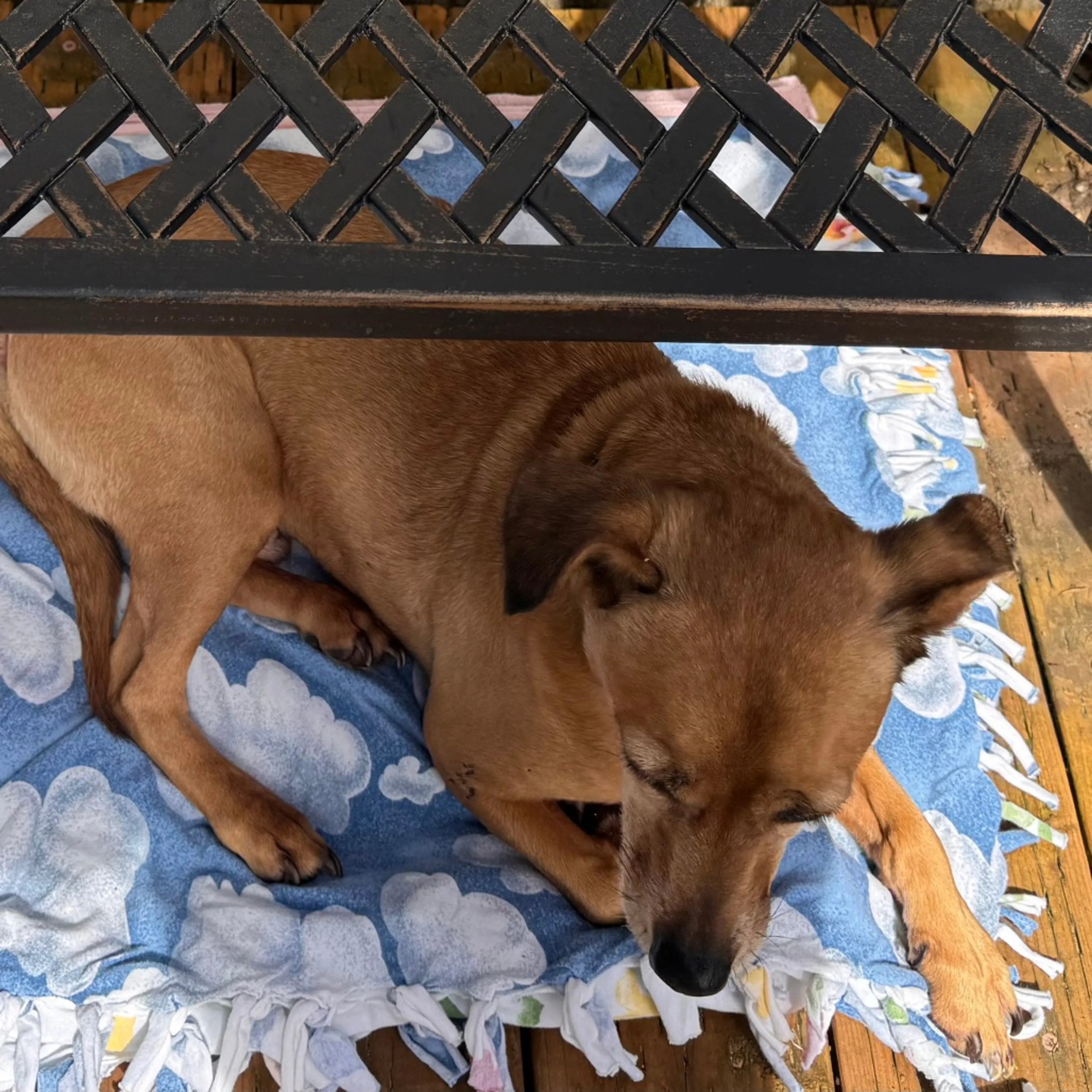Found pet