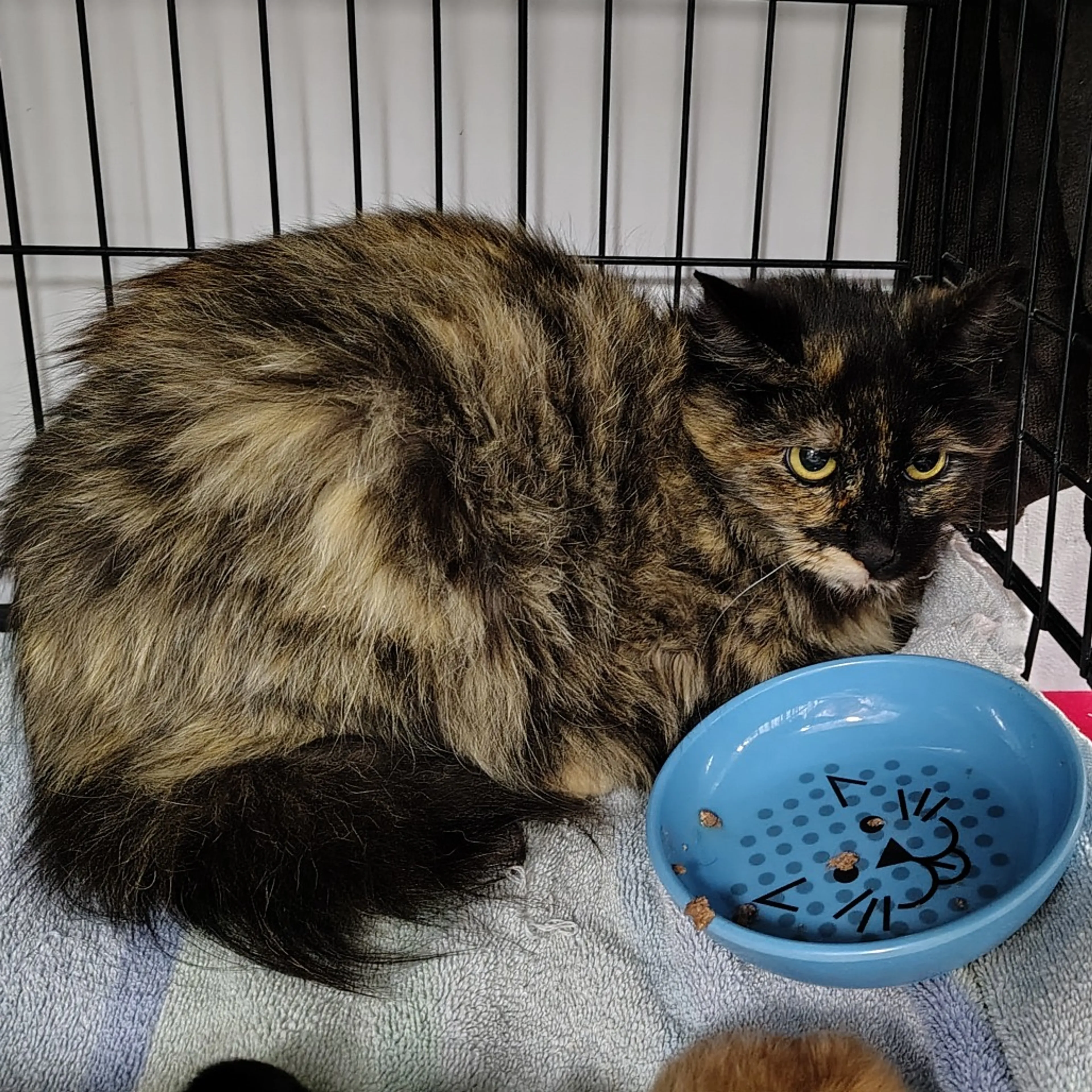 Found pet-0
