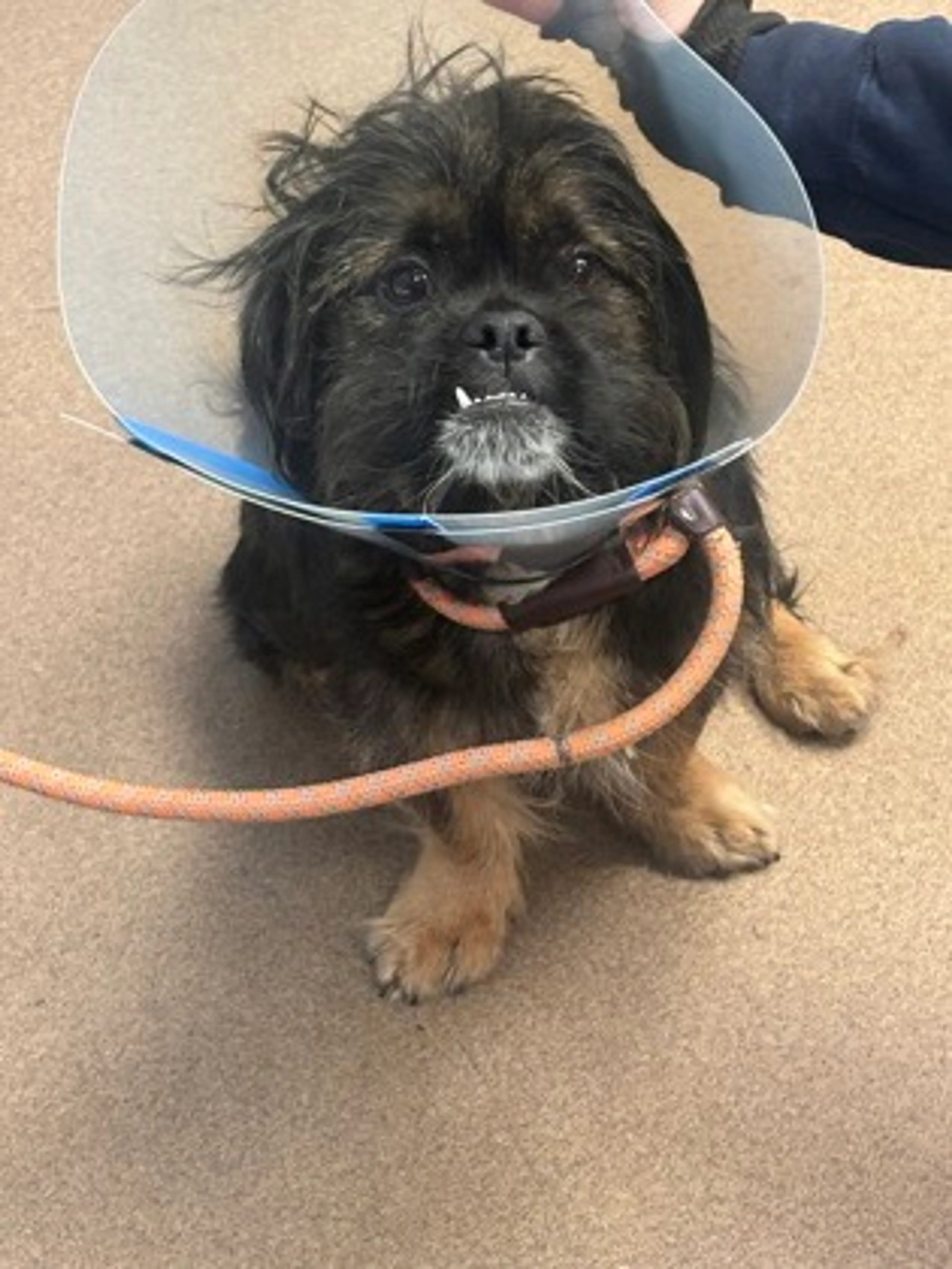 Found pet