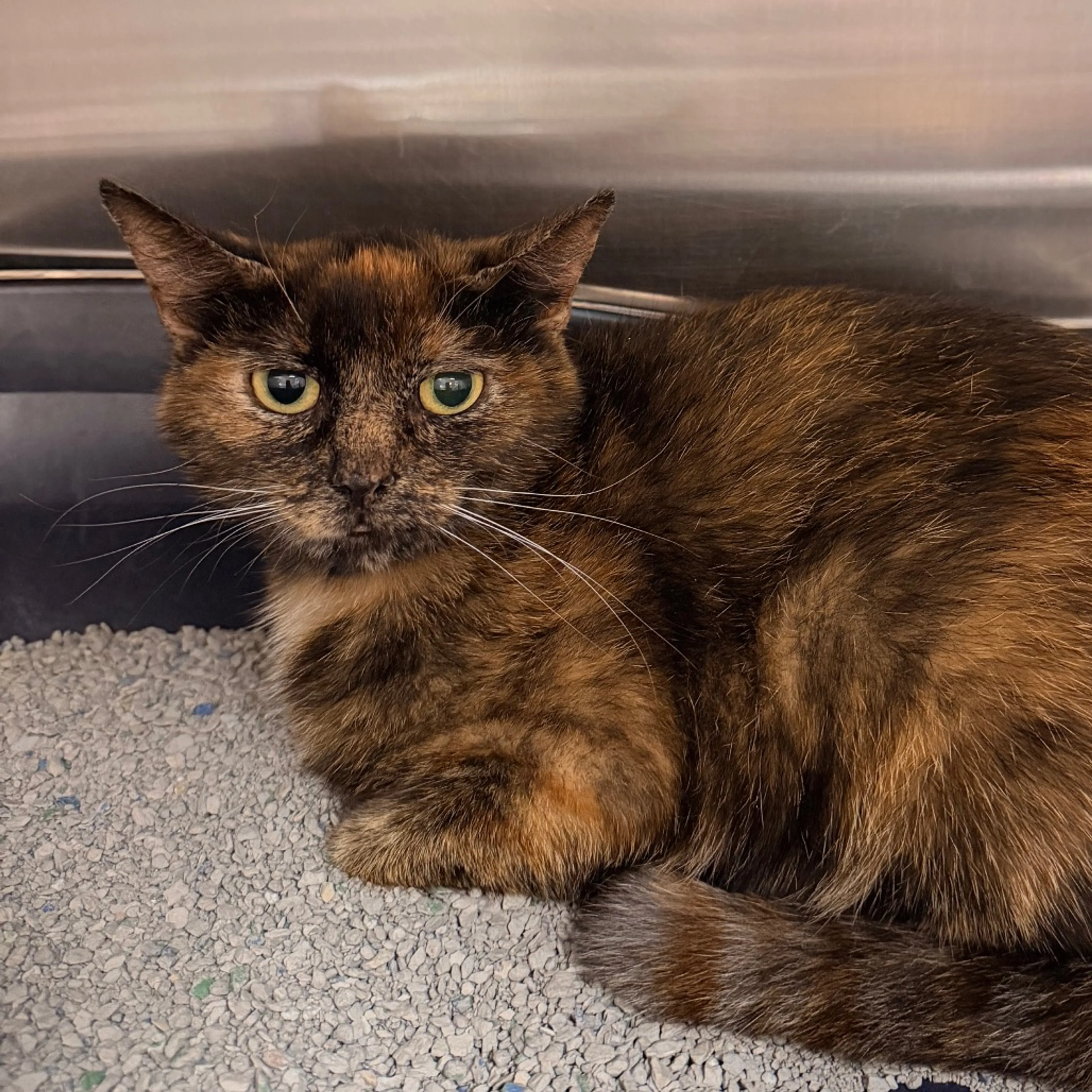 Found pet