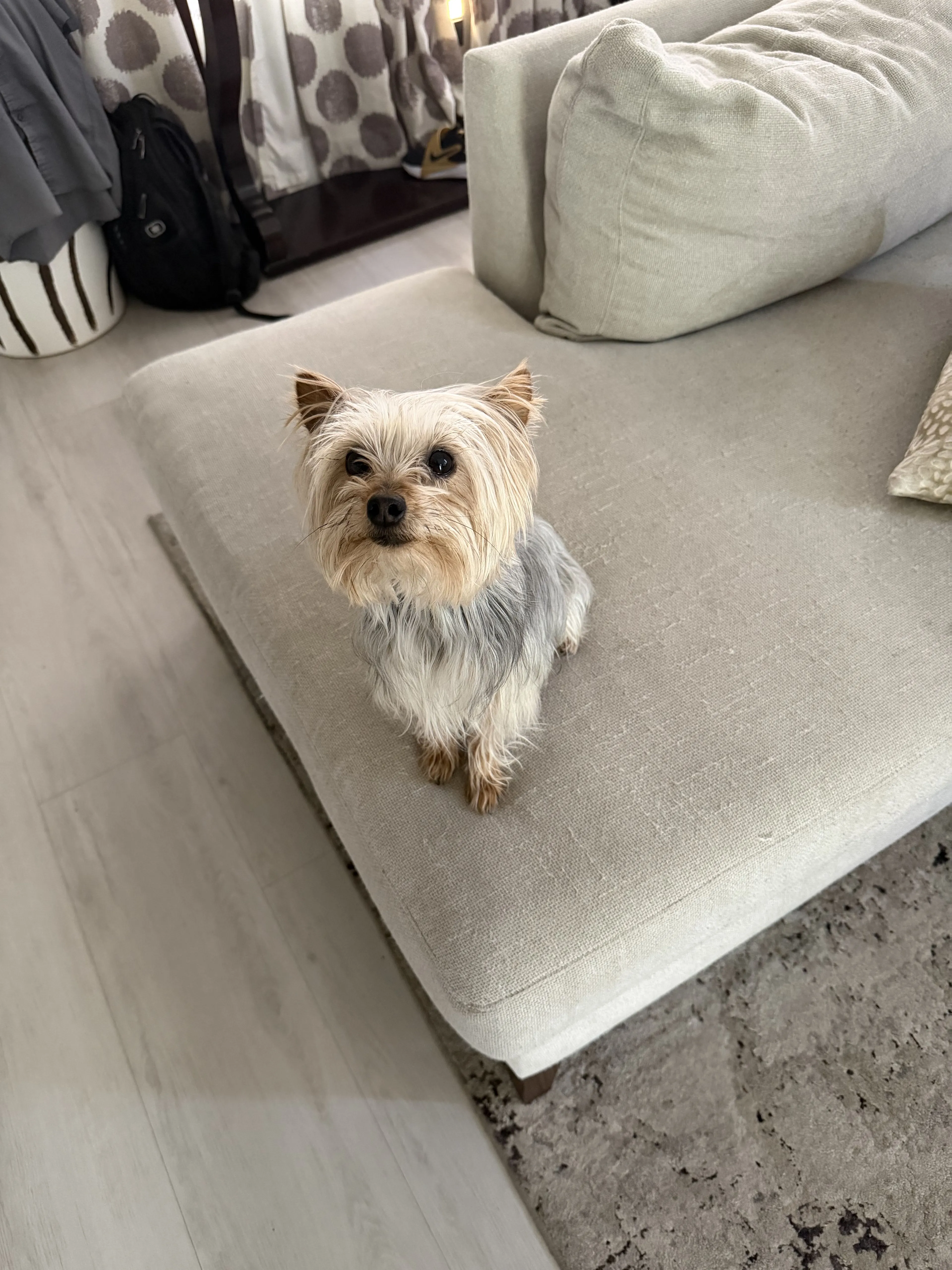 Lost pet