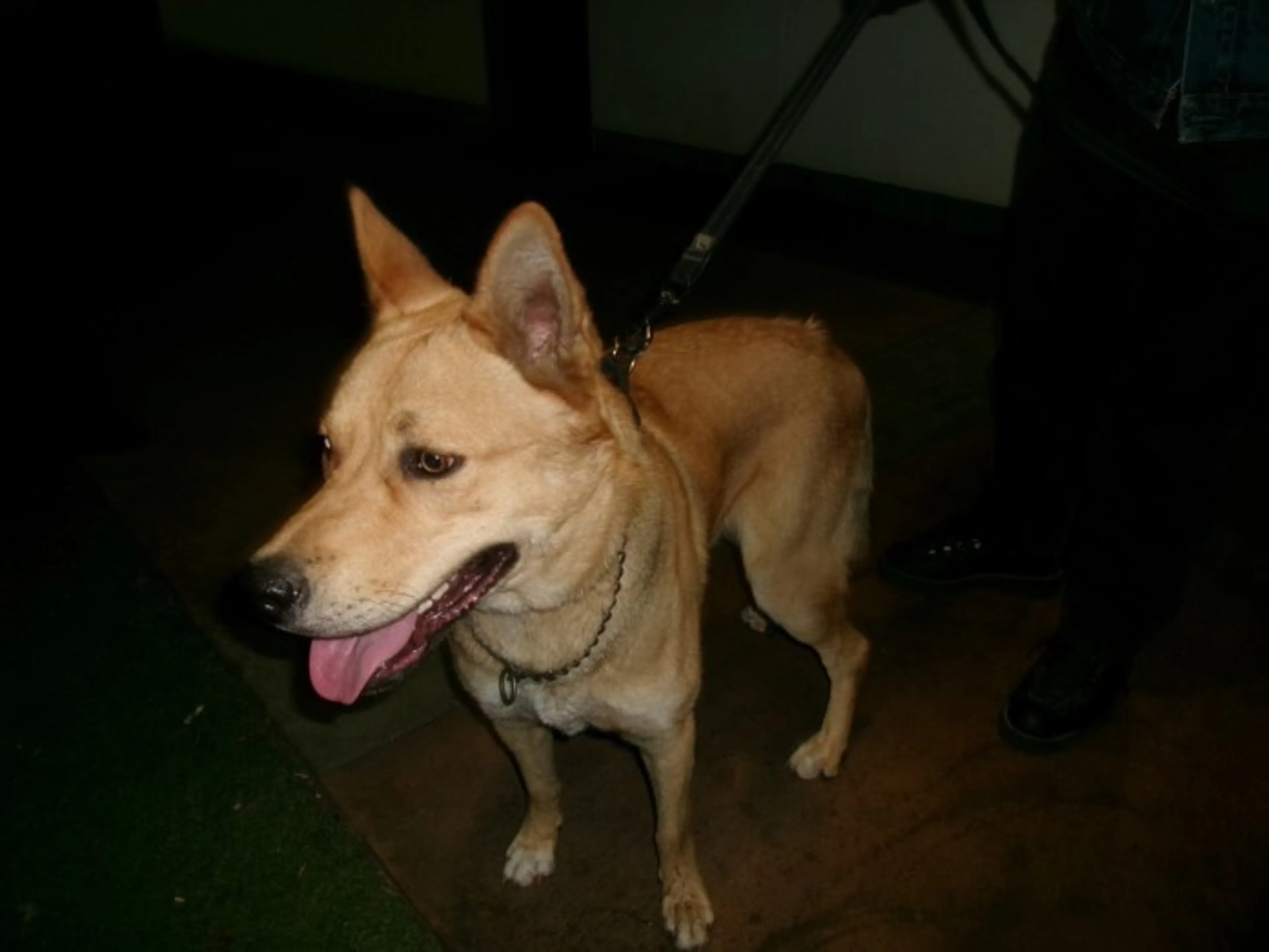 Found pet