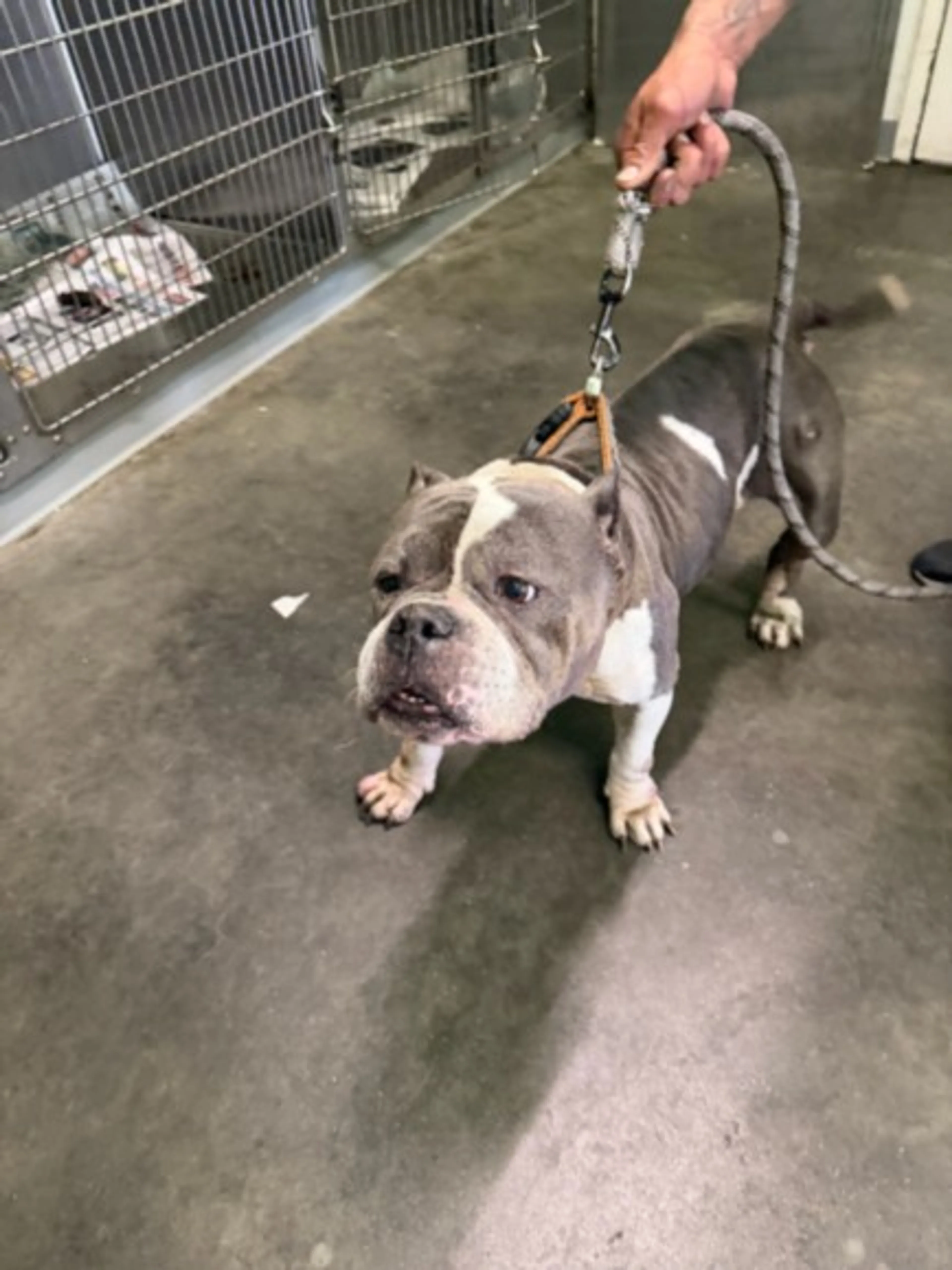 Found pet