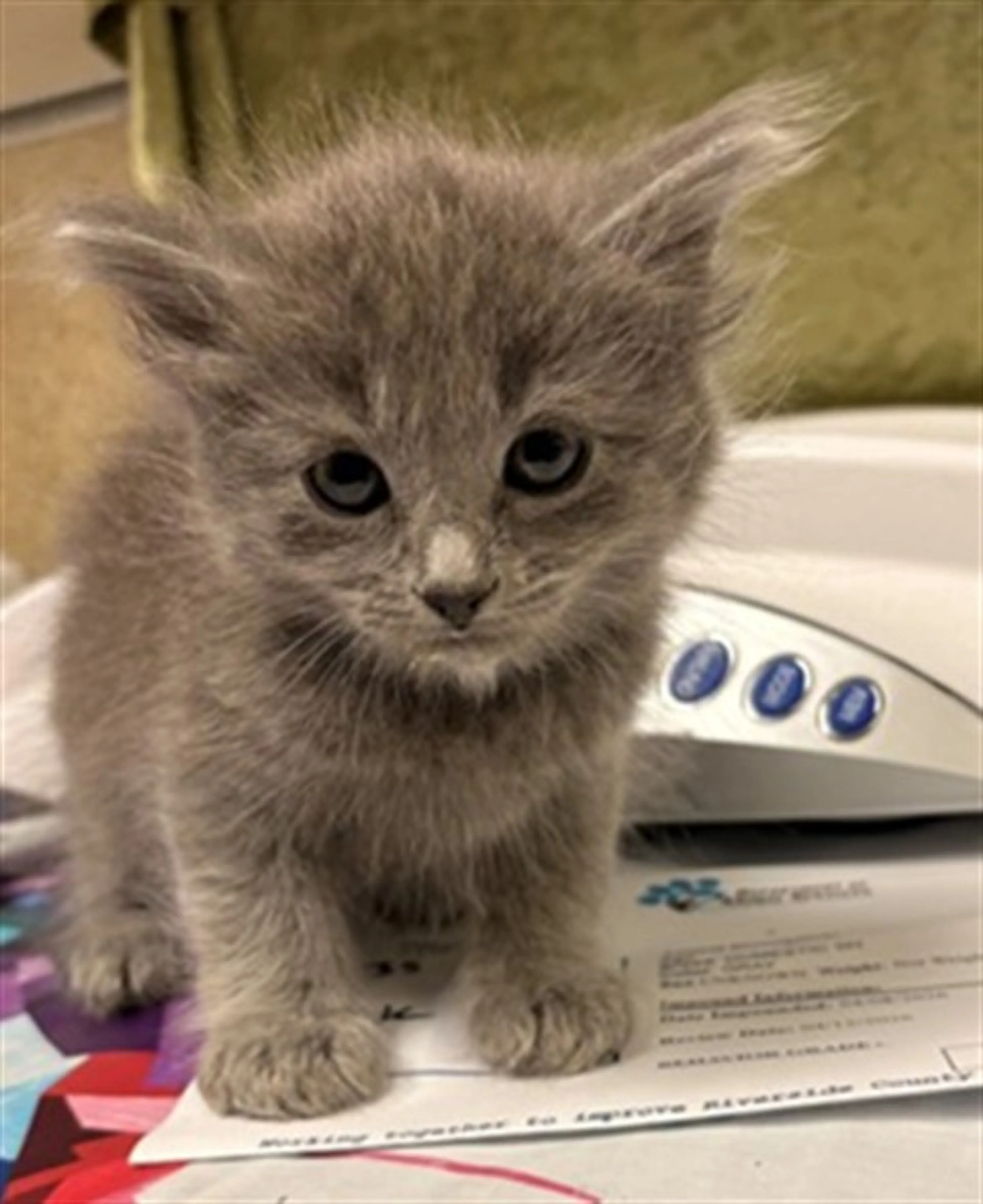 Found pet