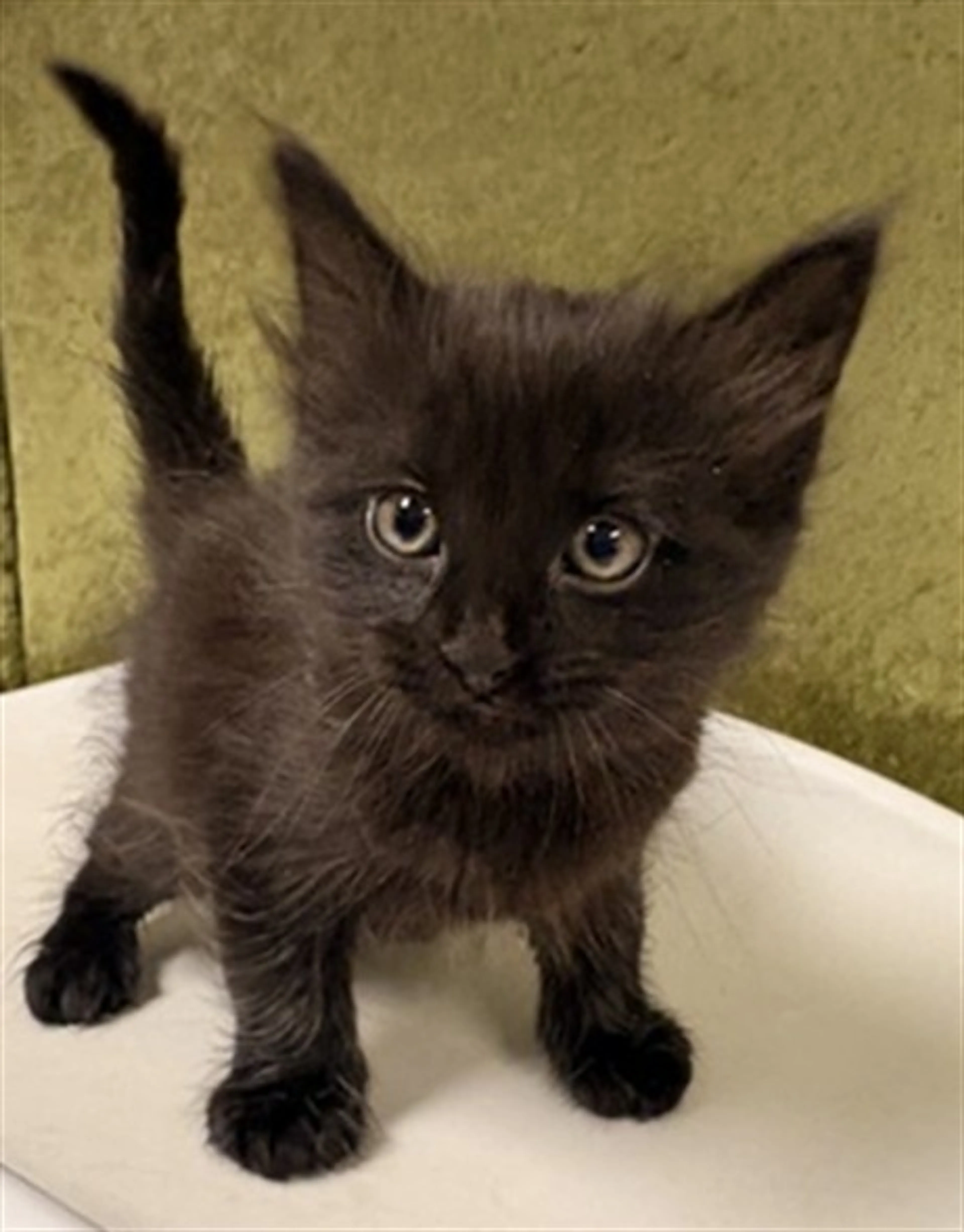 Found pet