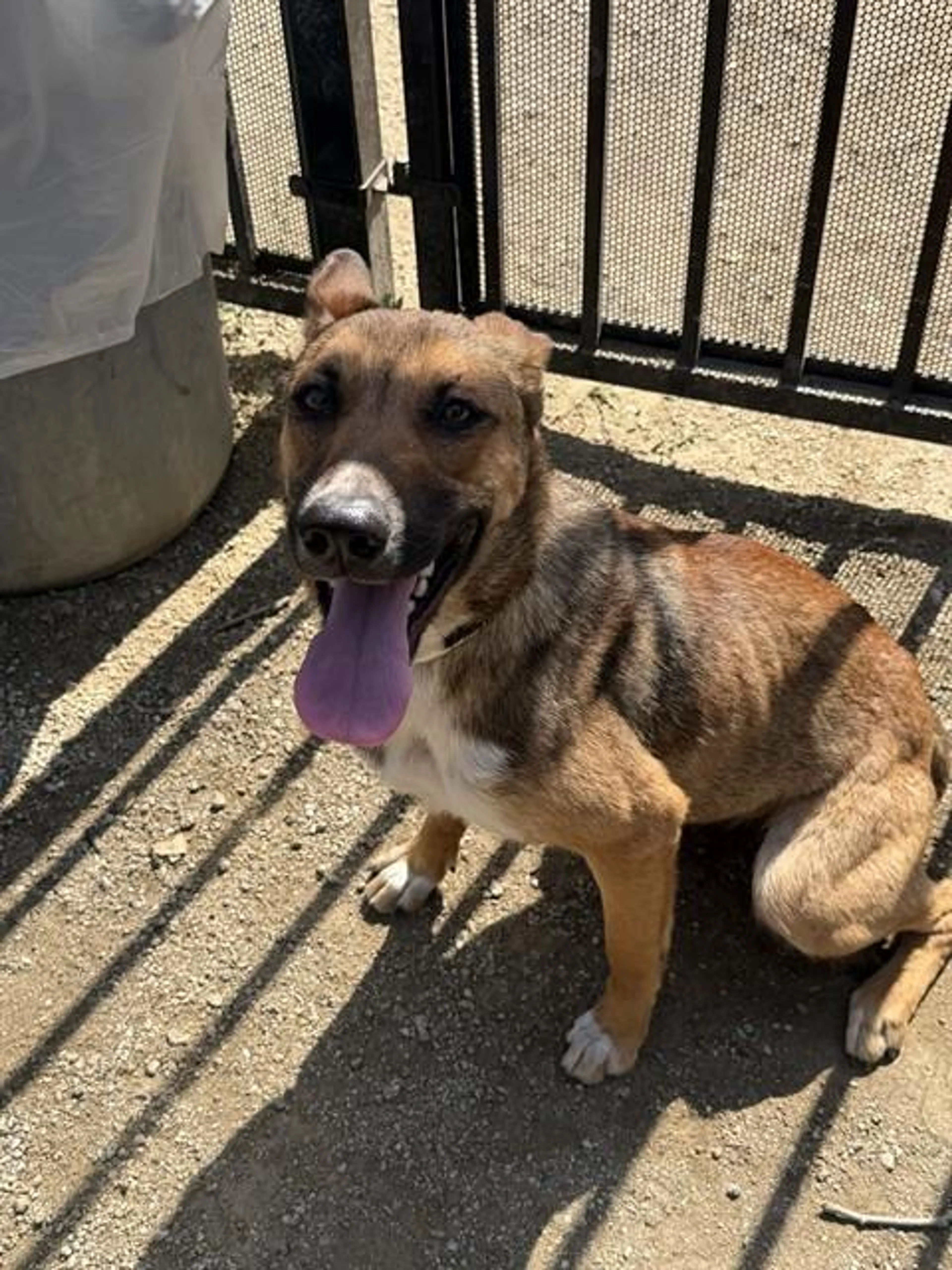 Found pet