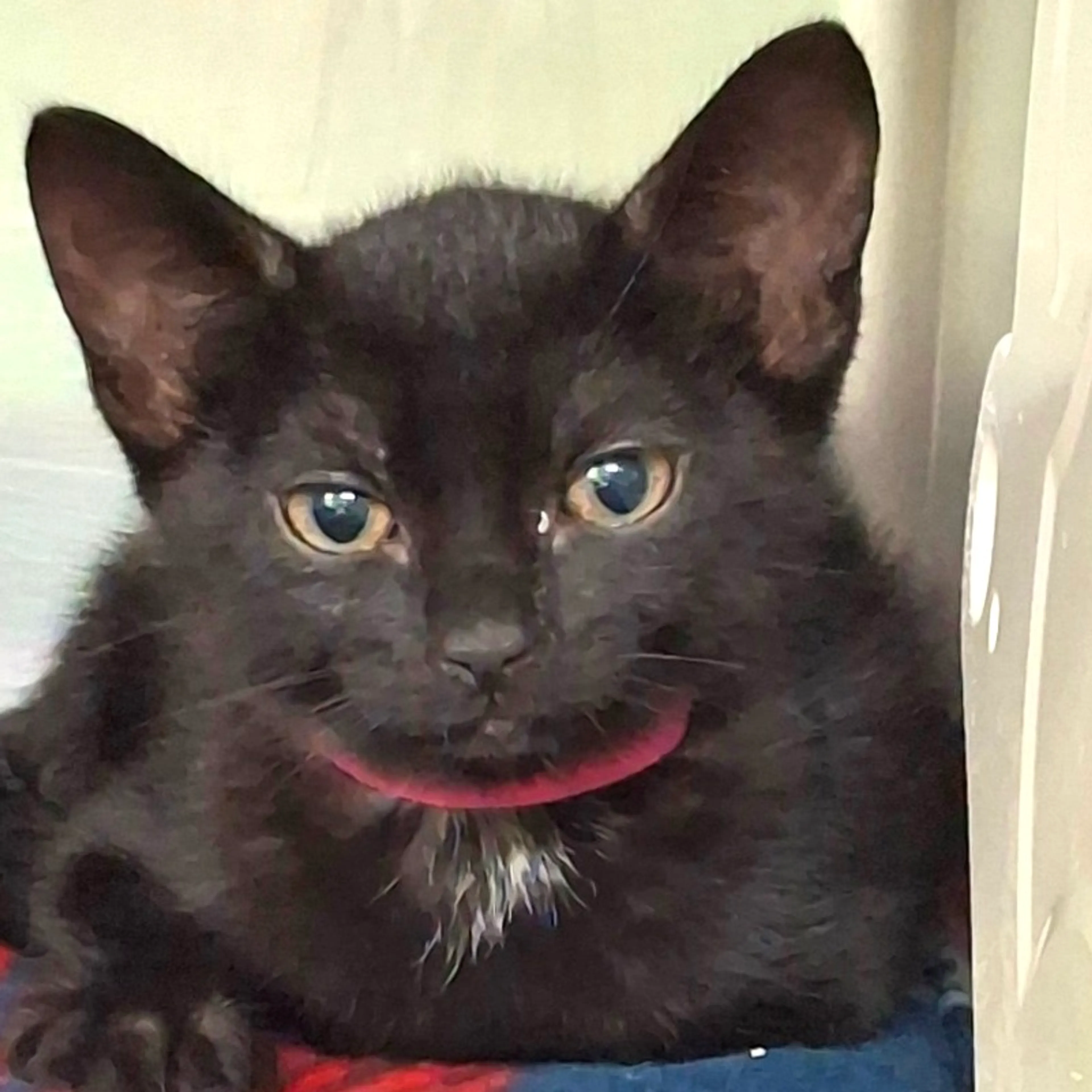 Found pet