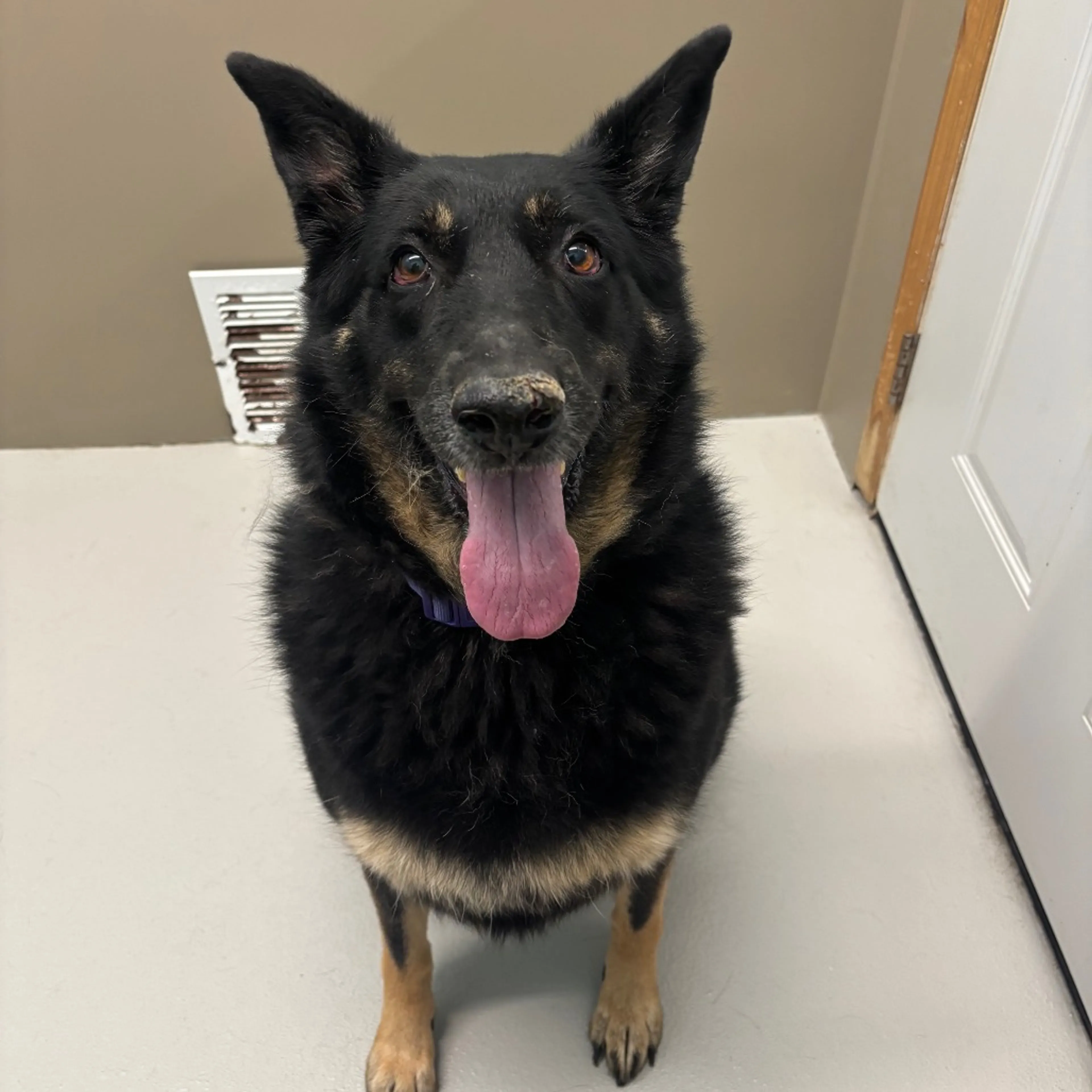 Found pet-2