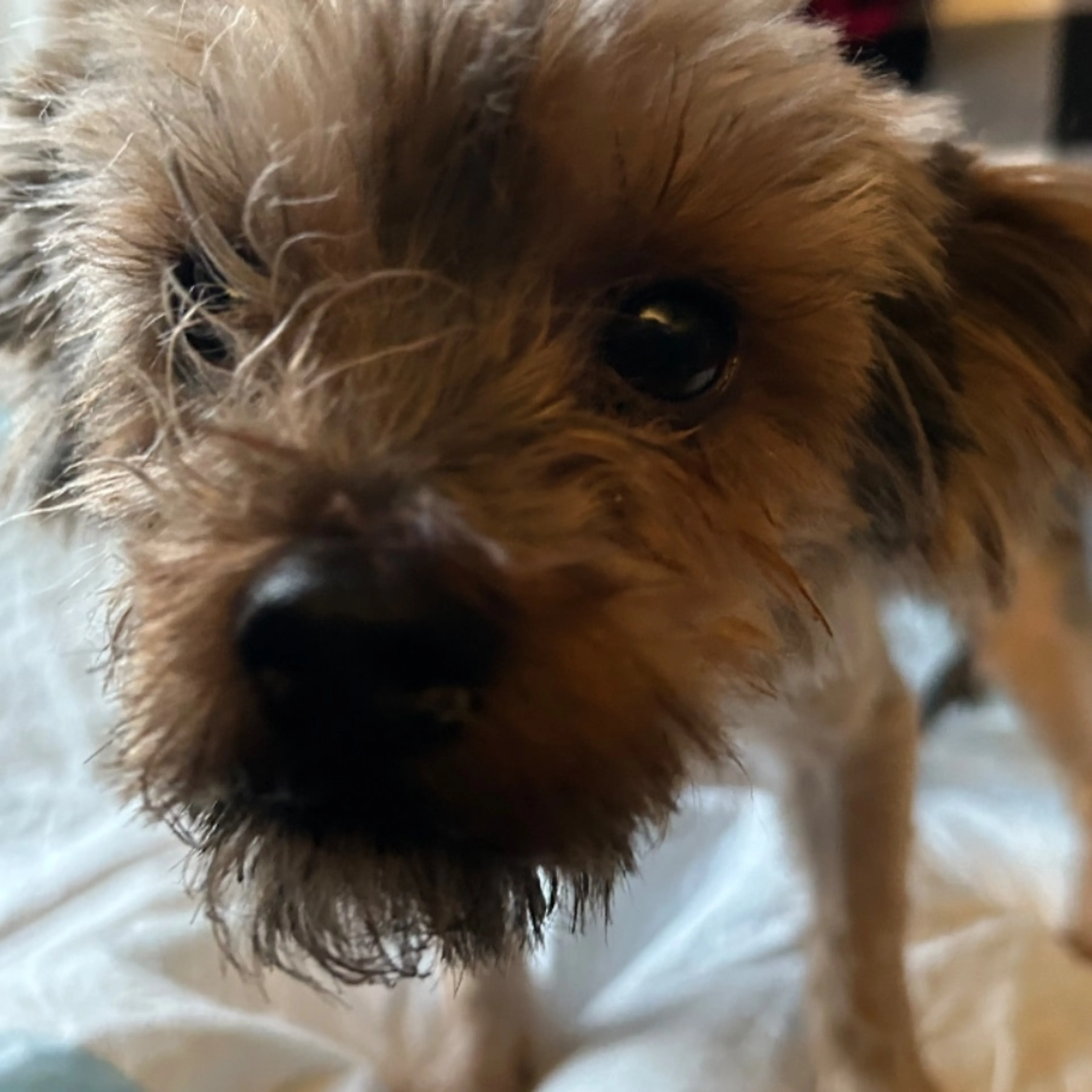 Found pet