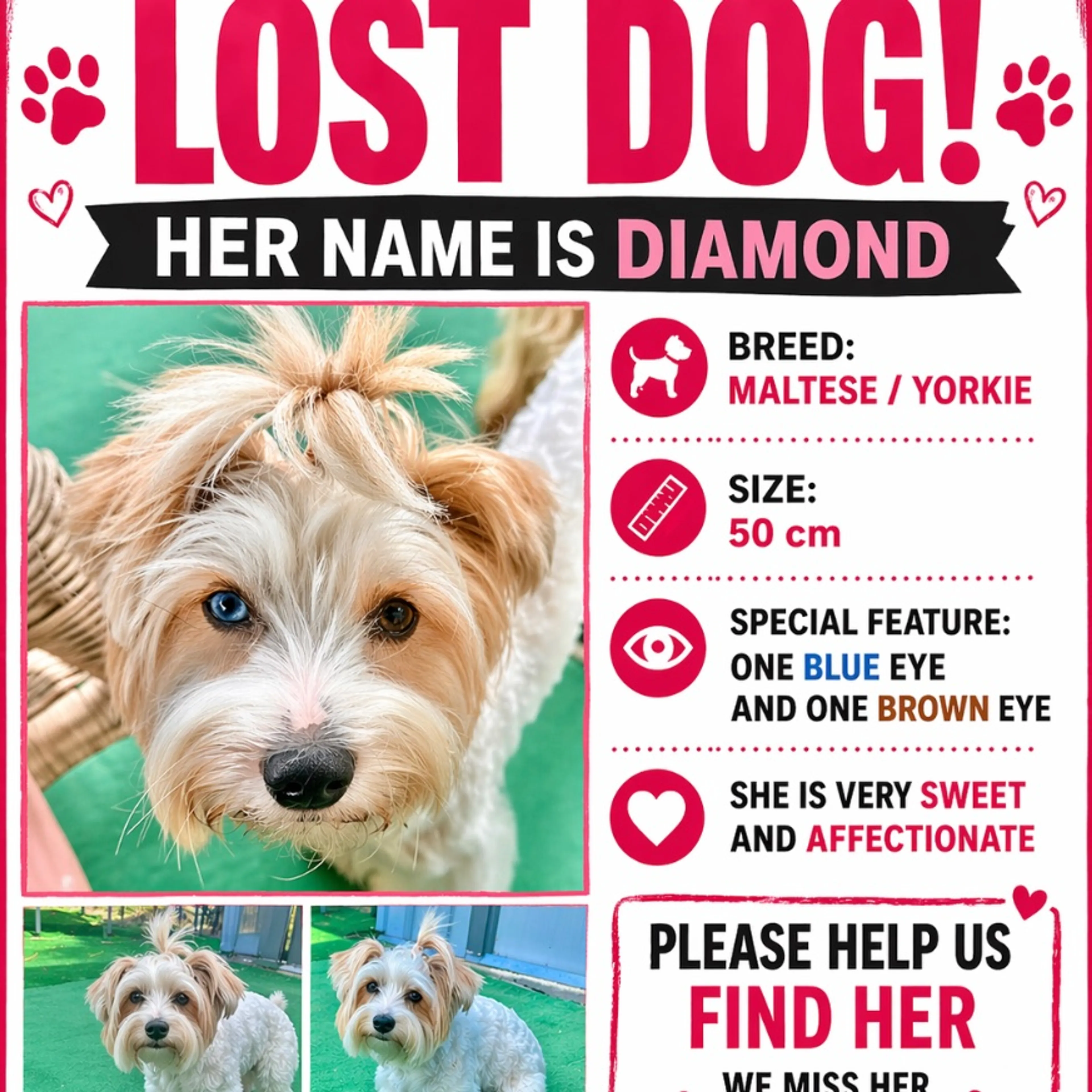 Lost pet-0